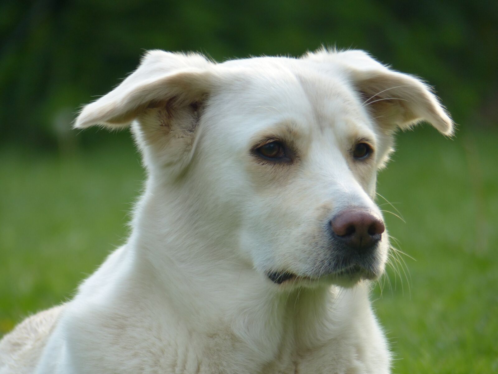 Panasonic Lumix DMC-FZ200 sample photo. Dog, white, pet photography