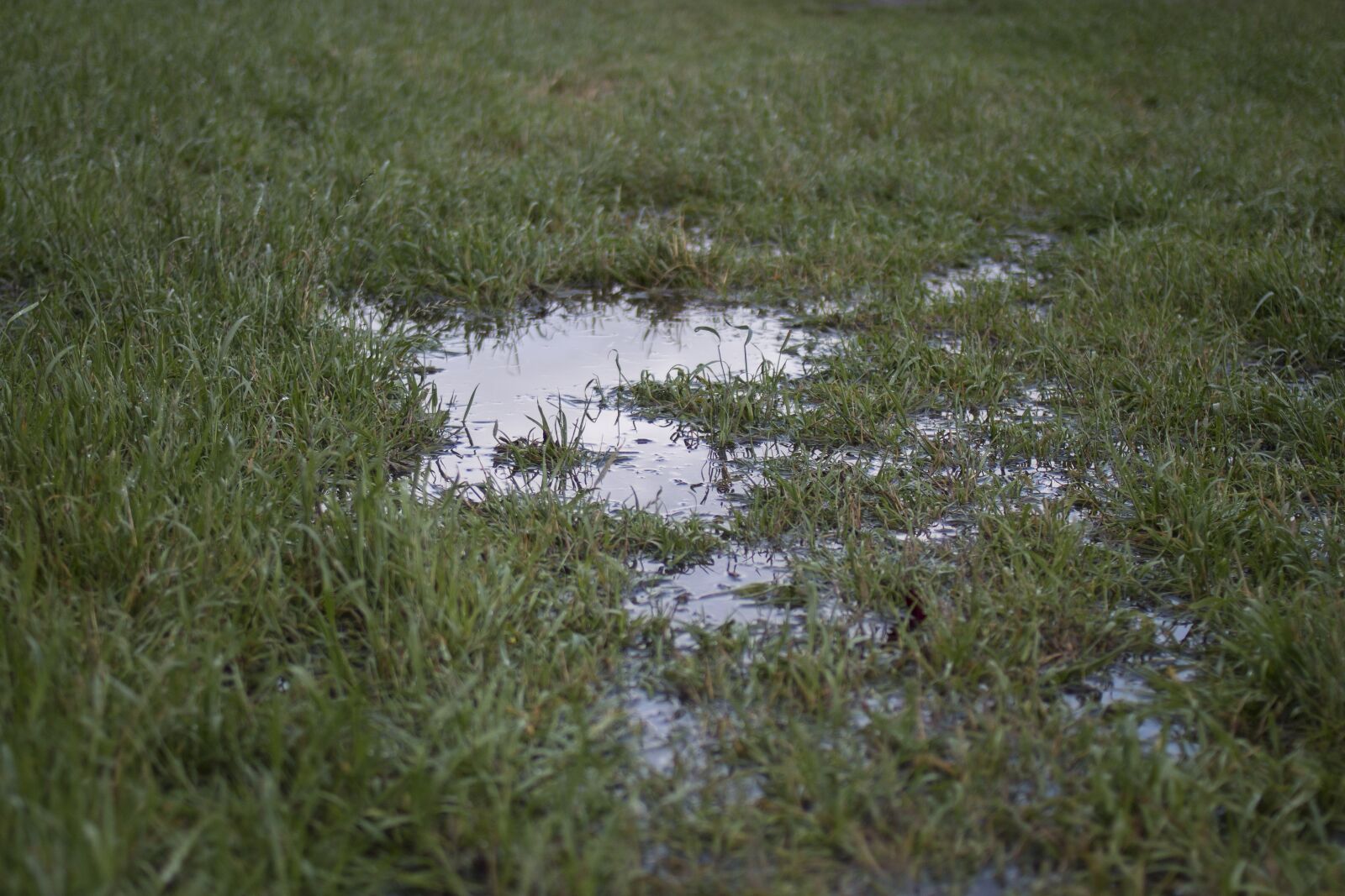Canon EOS 70D + Canon EF 35mm F2 sample photo. Grass, meadow, park photography