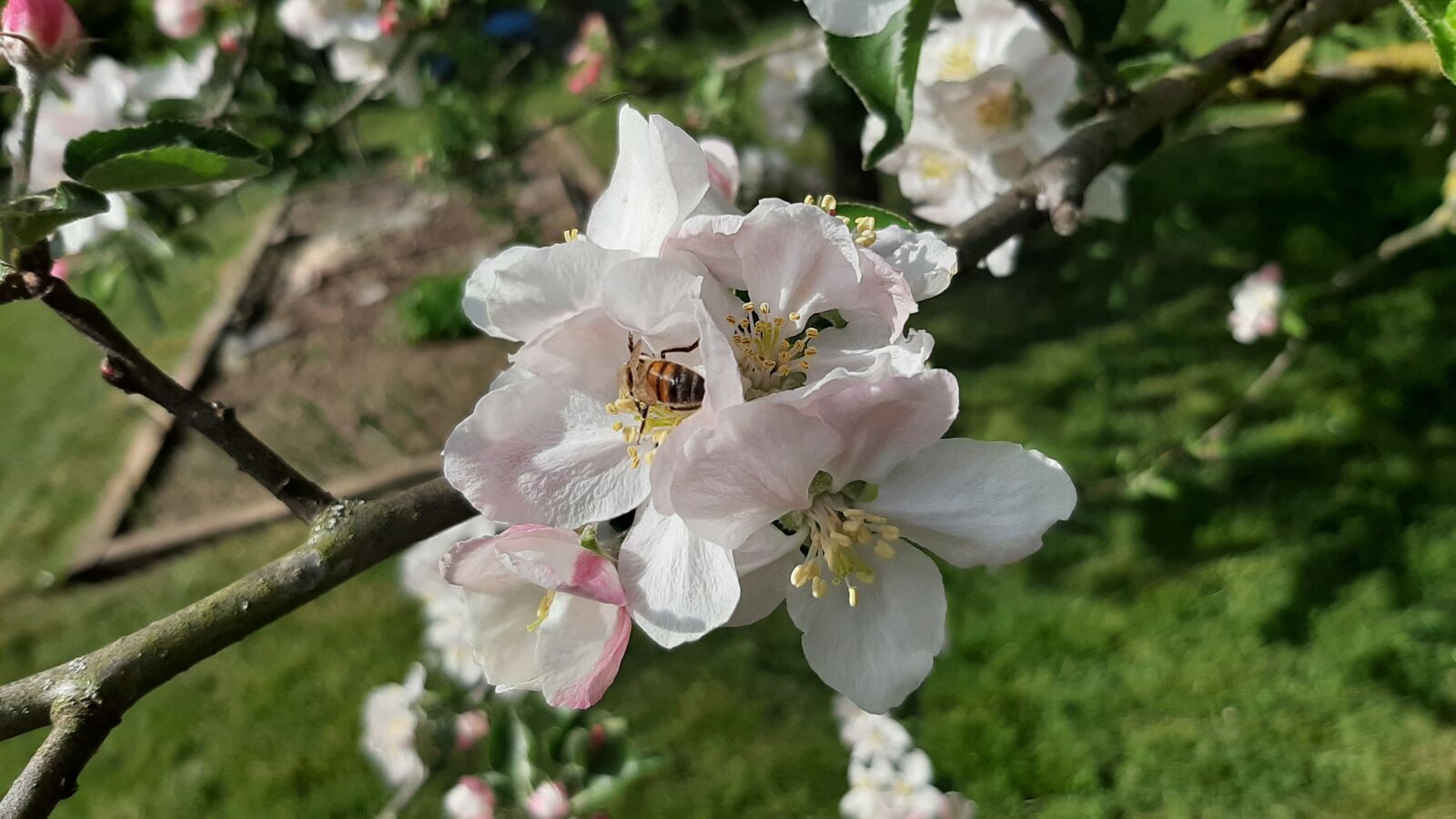 Samsung Galaxy A50 sample photo. Apple, flowers, bee photography