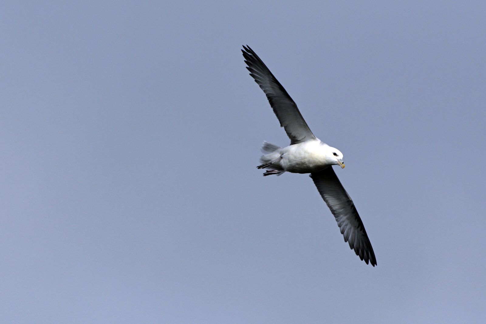 Nikon D7100 sample photo. Seagull, bird, flying photography