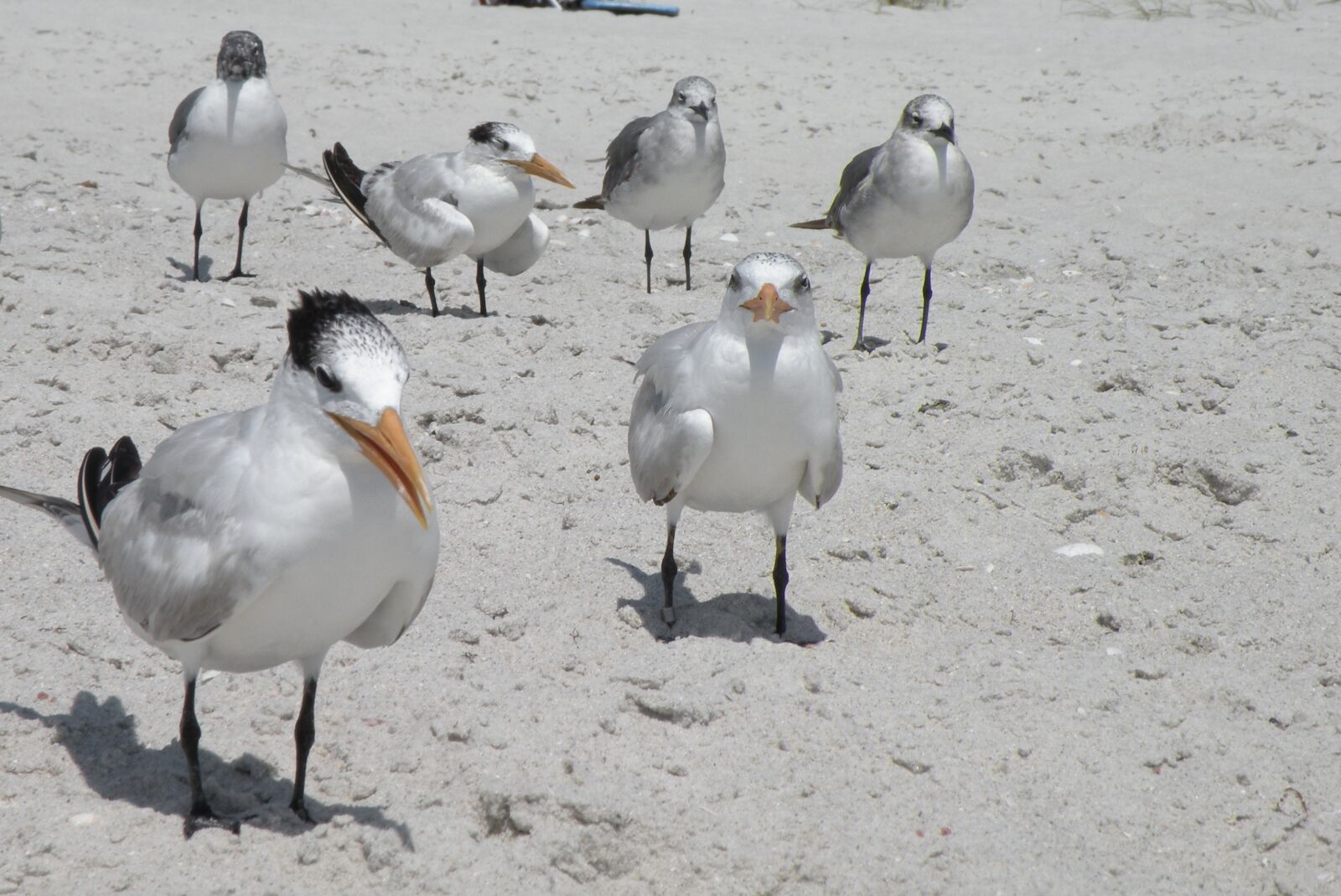 Nikon Coolpix P80 sample photo. Birds, beach, sand photography