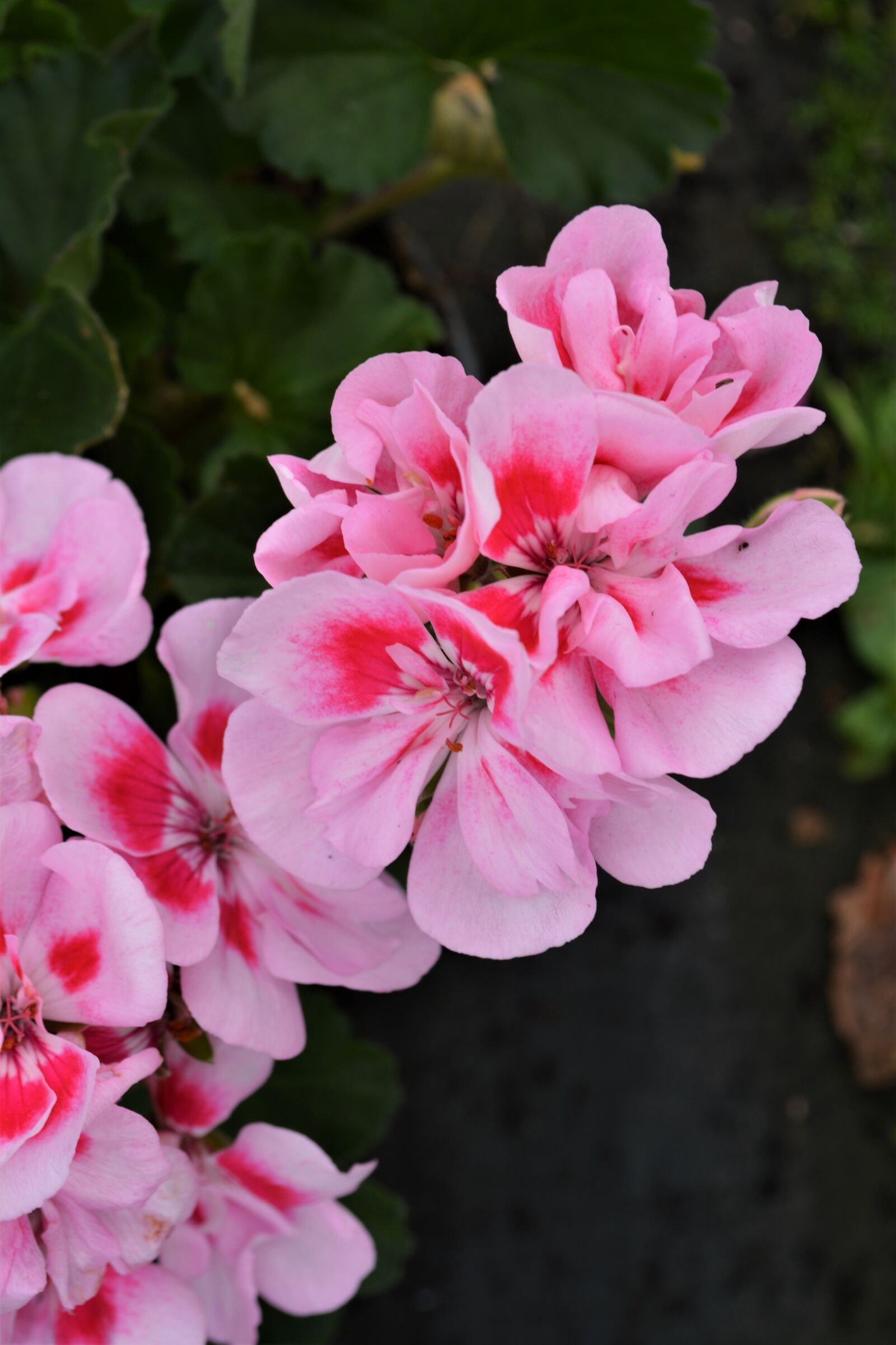 Nikon D5200 sample photo. Pink, flower, blossom photography