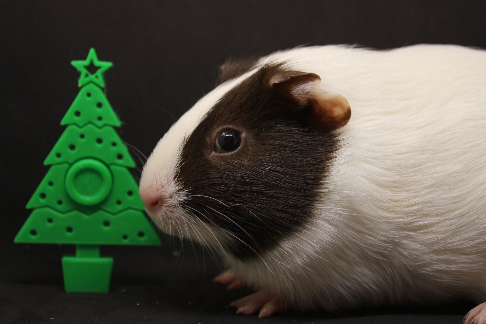 Canon EF-S 18-55mm F3.5-5.6 IS sample photo. Guinea pig, sweet, cute photography