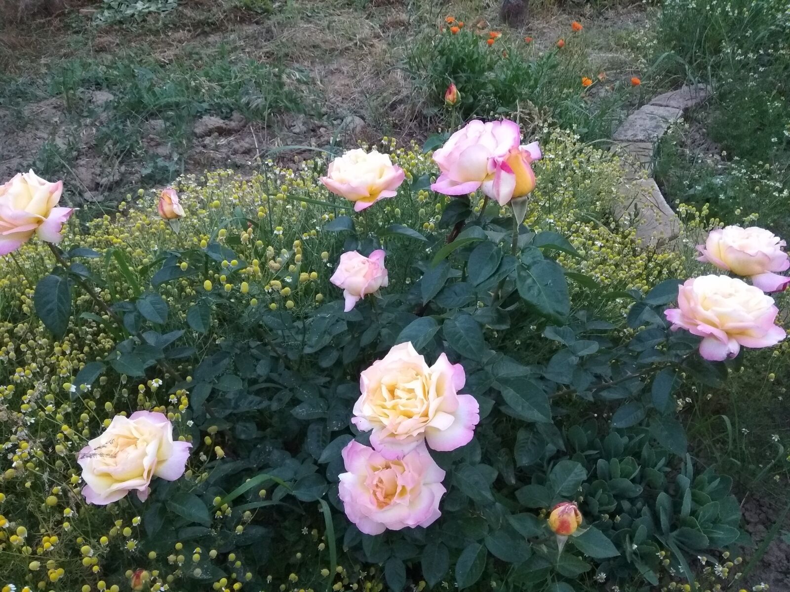 Xiaomi Redmi Note 5A sample photo. Rose, roses, rose bush photography