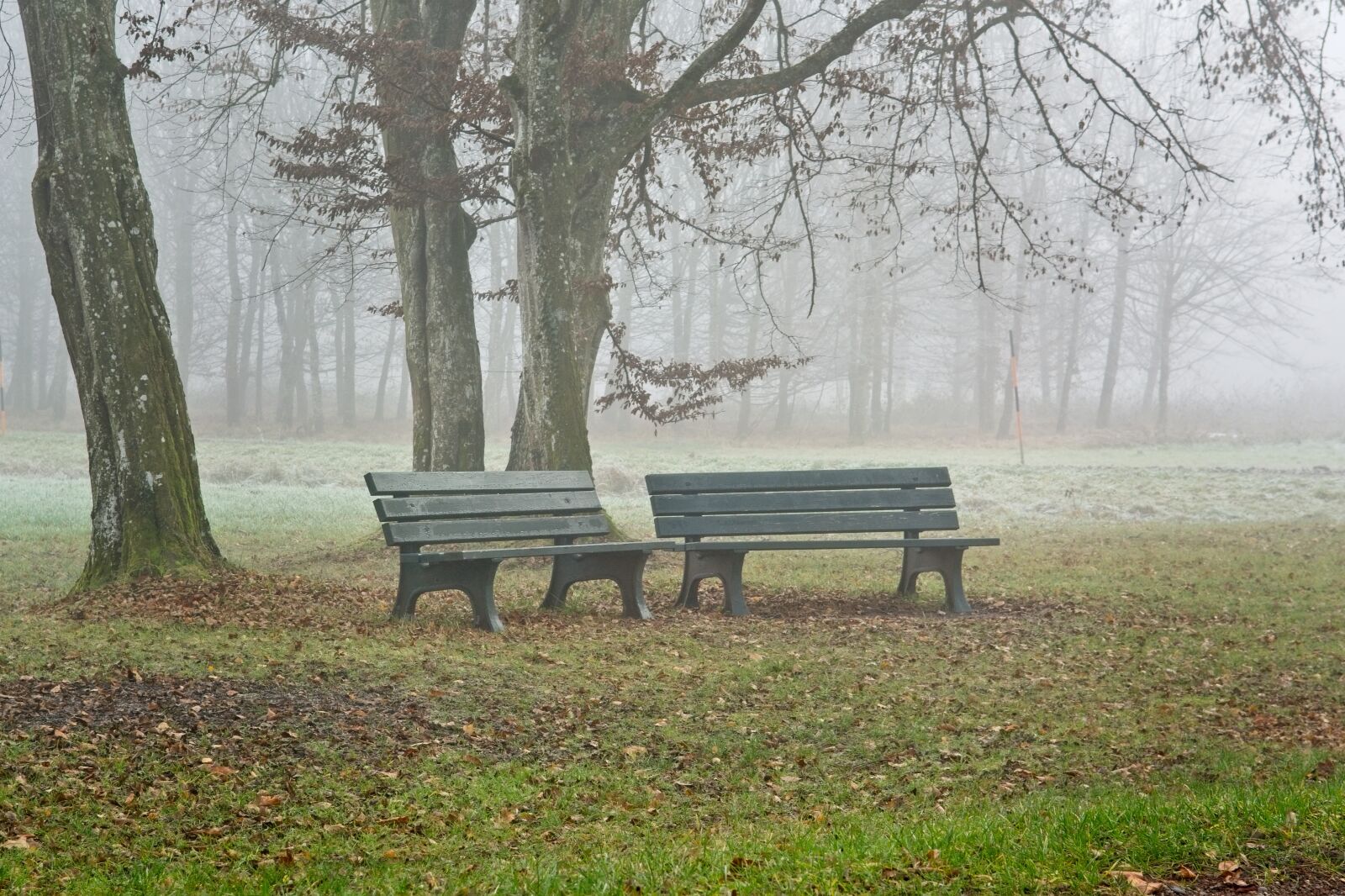 Nikon D7100 sample photo. Fog, foggy, seat photography