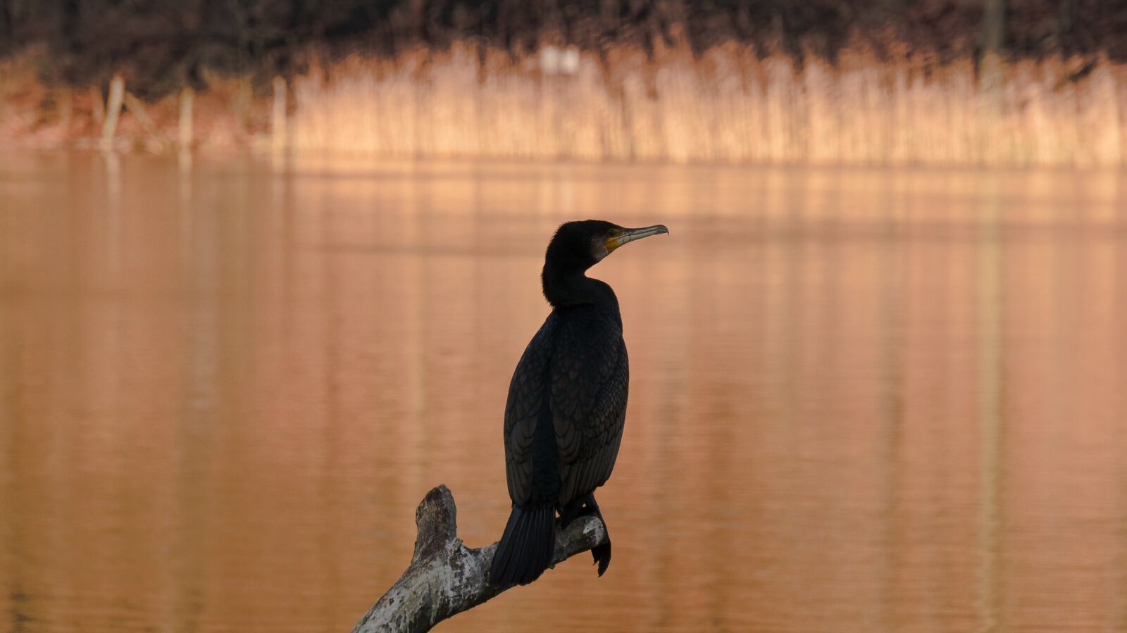 Sony Alpha a5000 (ILCE 5000) + Sony E 55-210mm F4.5-6.3 OSS sample photo. Bird, nature, waters photography