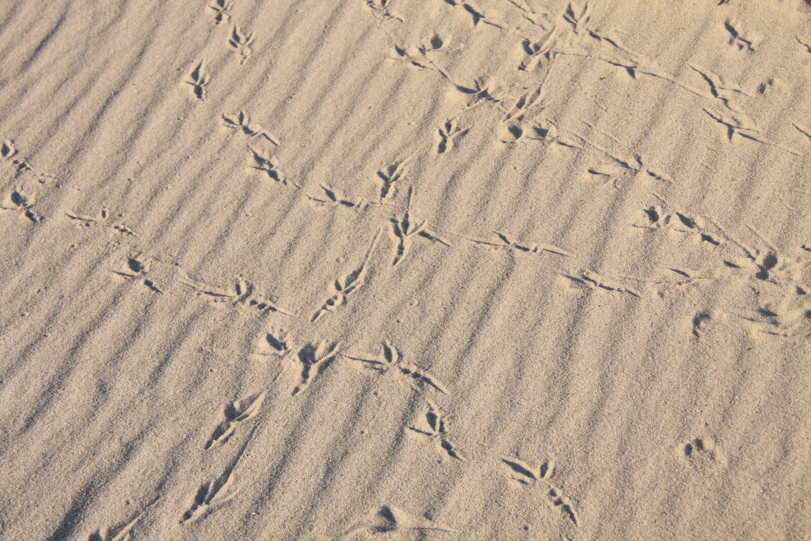 Canon EOS 40D sample photo. Bird, bird tracks, sandy photography