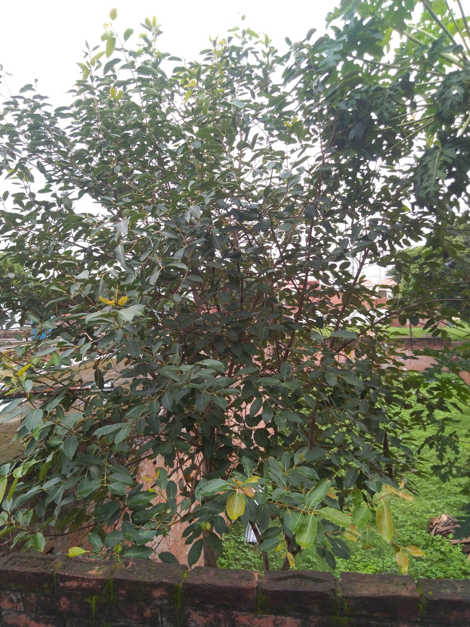 ASUS ZenFone Max Pro M1 (ZB602KL) (WW) / Max Pro M1 (ZB601KL) (IN) sample photo. Jaman tree, indian blackberry photography