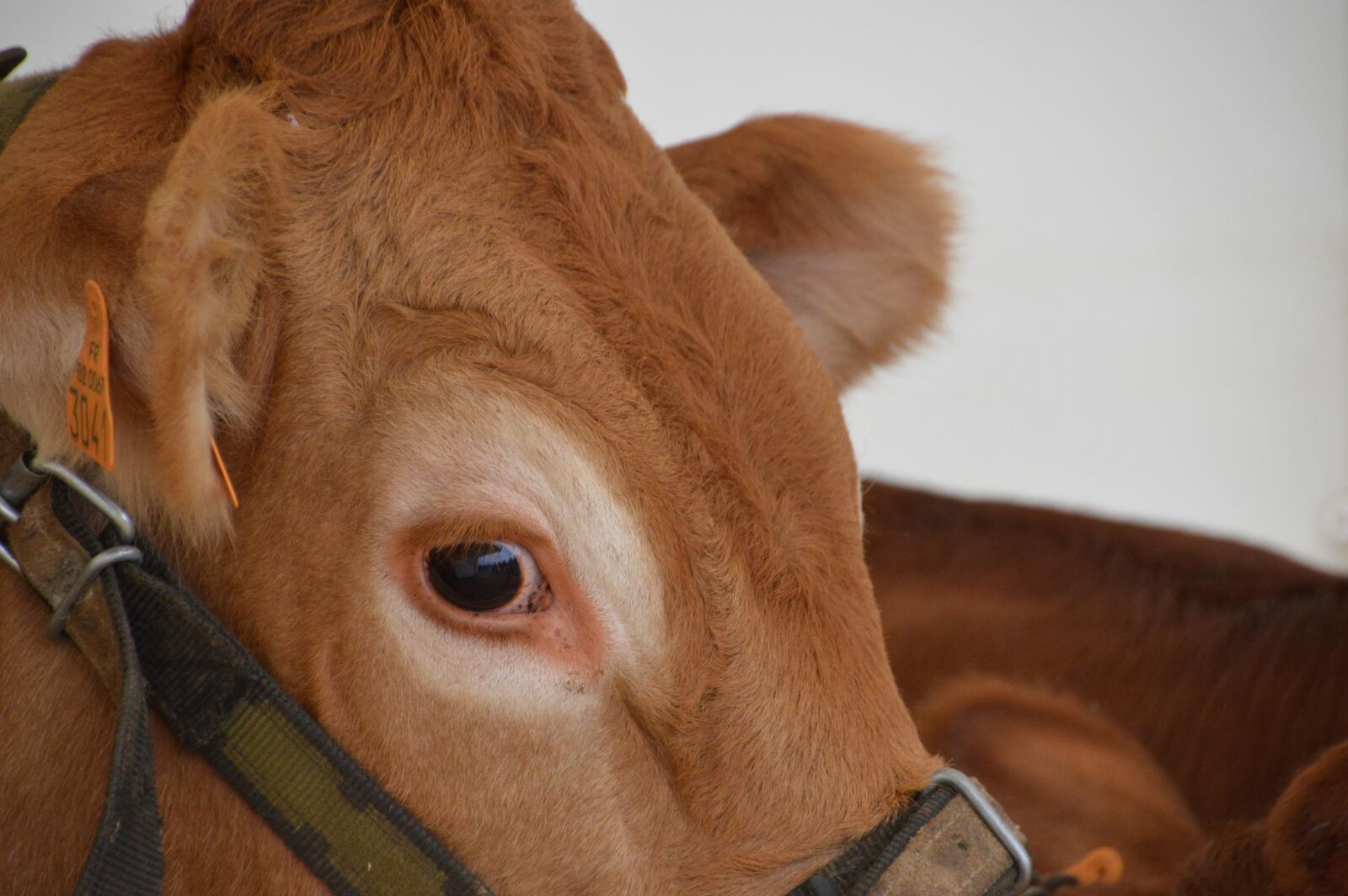 Nikon D3200 sample photo. Calf, cattle, mammal photography