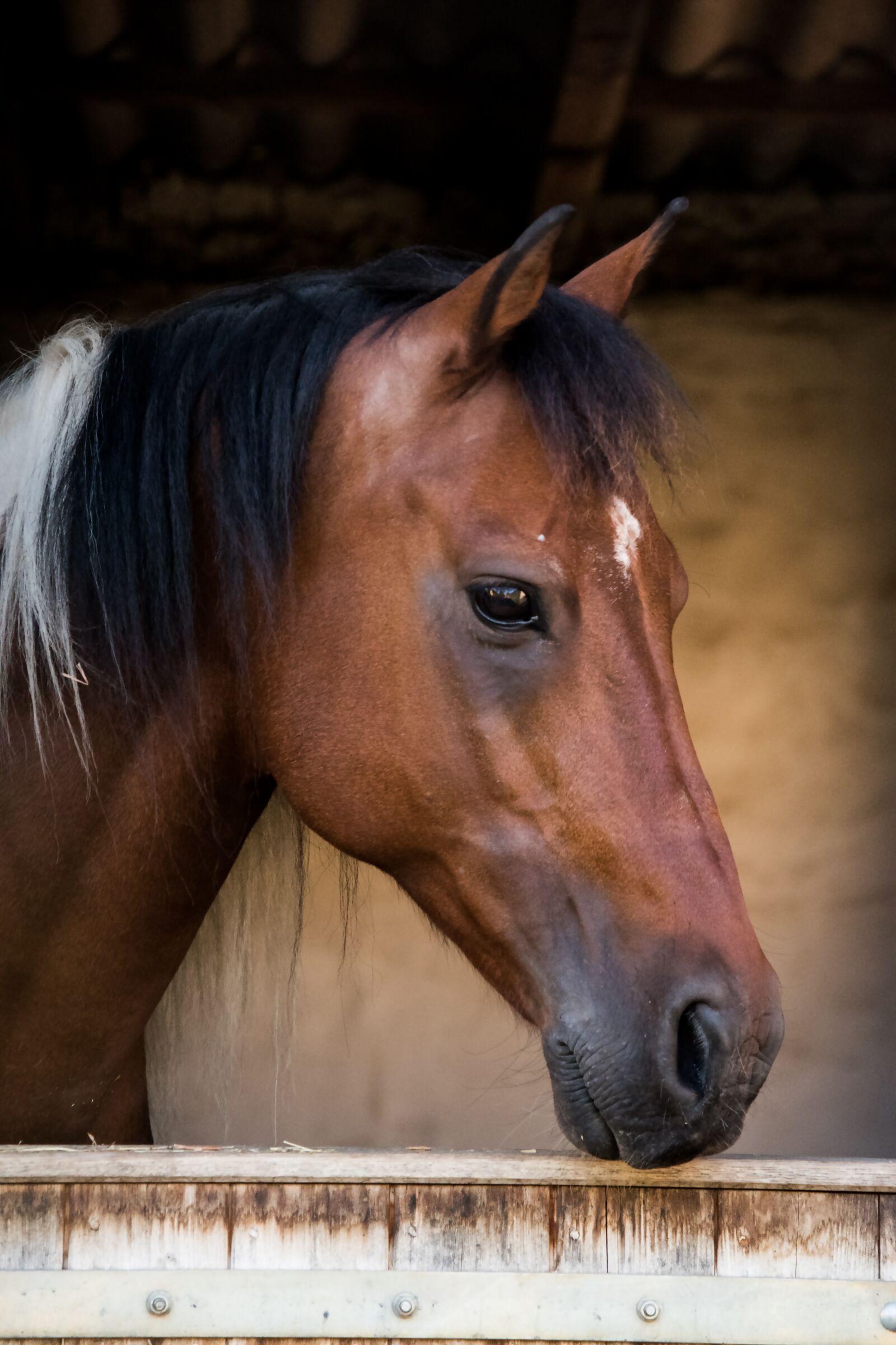 Nikon D5600 sample photo. Horse, animal, mammal photography