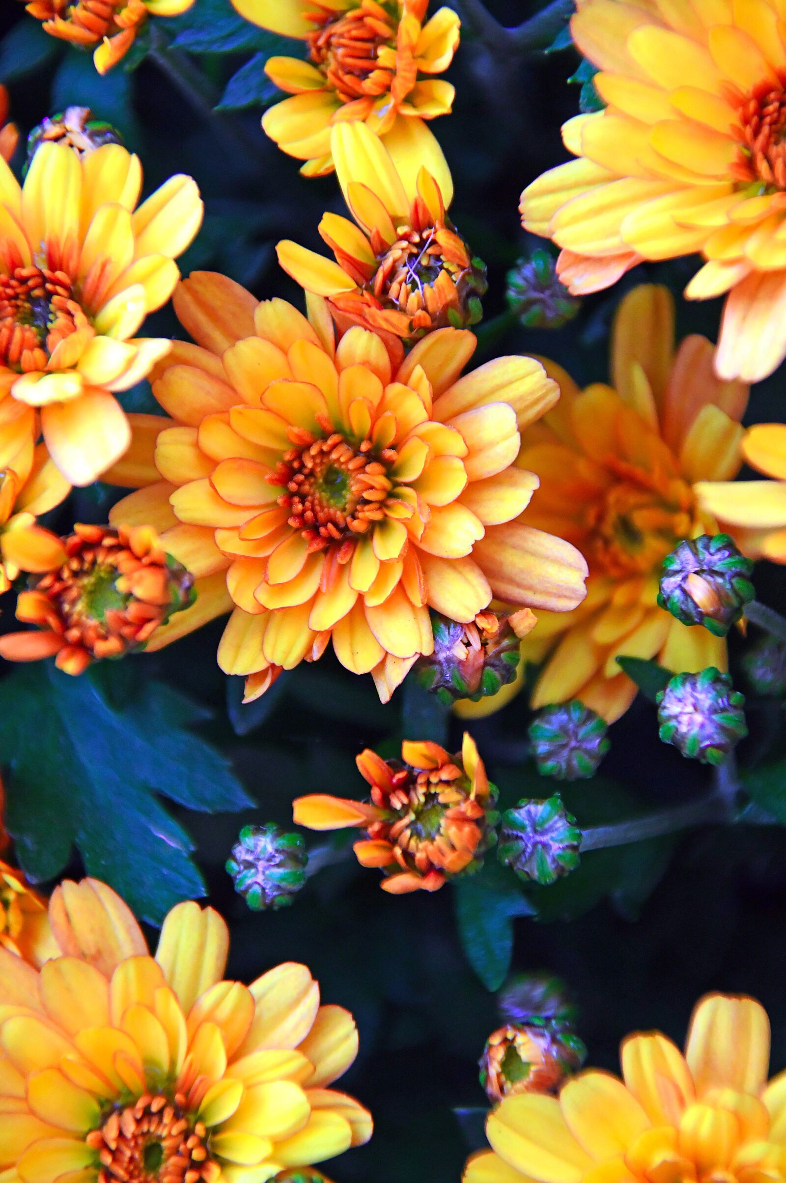 Nikon D3200 sample photo. Autumn, fall flowers, chrysanthemum photography