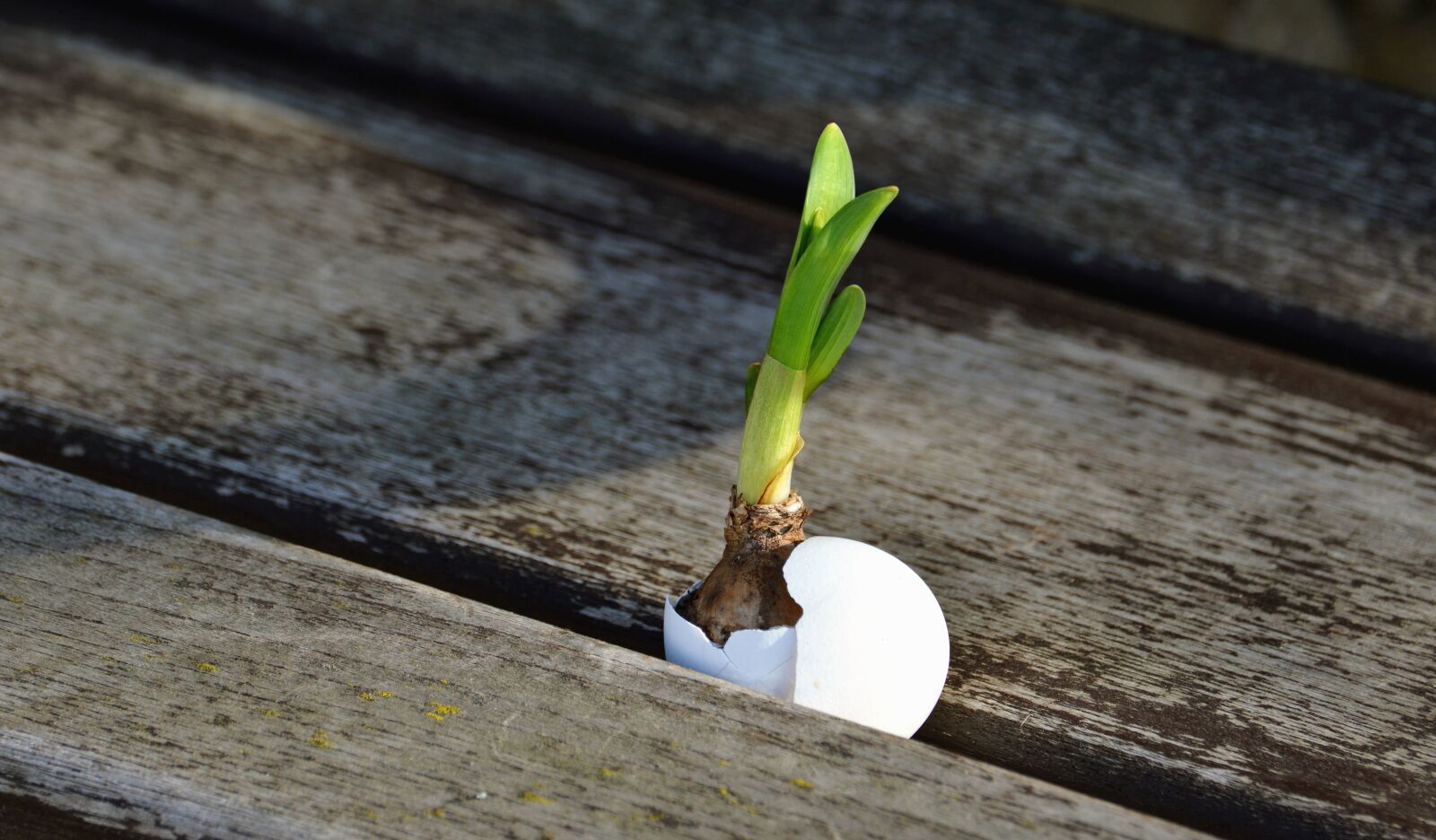 Nikon D5200 sample photo. Plank, tuber, egg shell photography