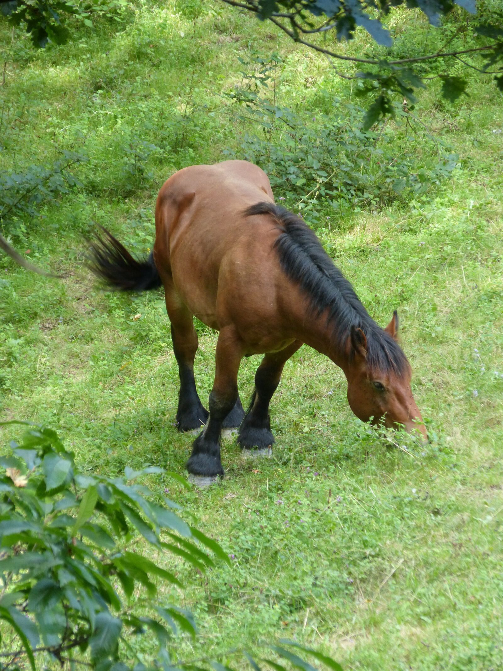 Panasonic DMC-FZ62 sample photo. Horse, prado, pacer photography