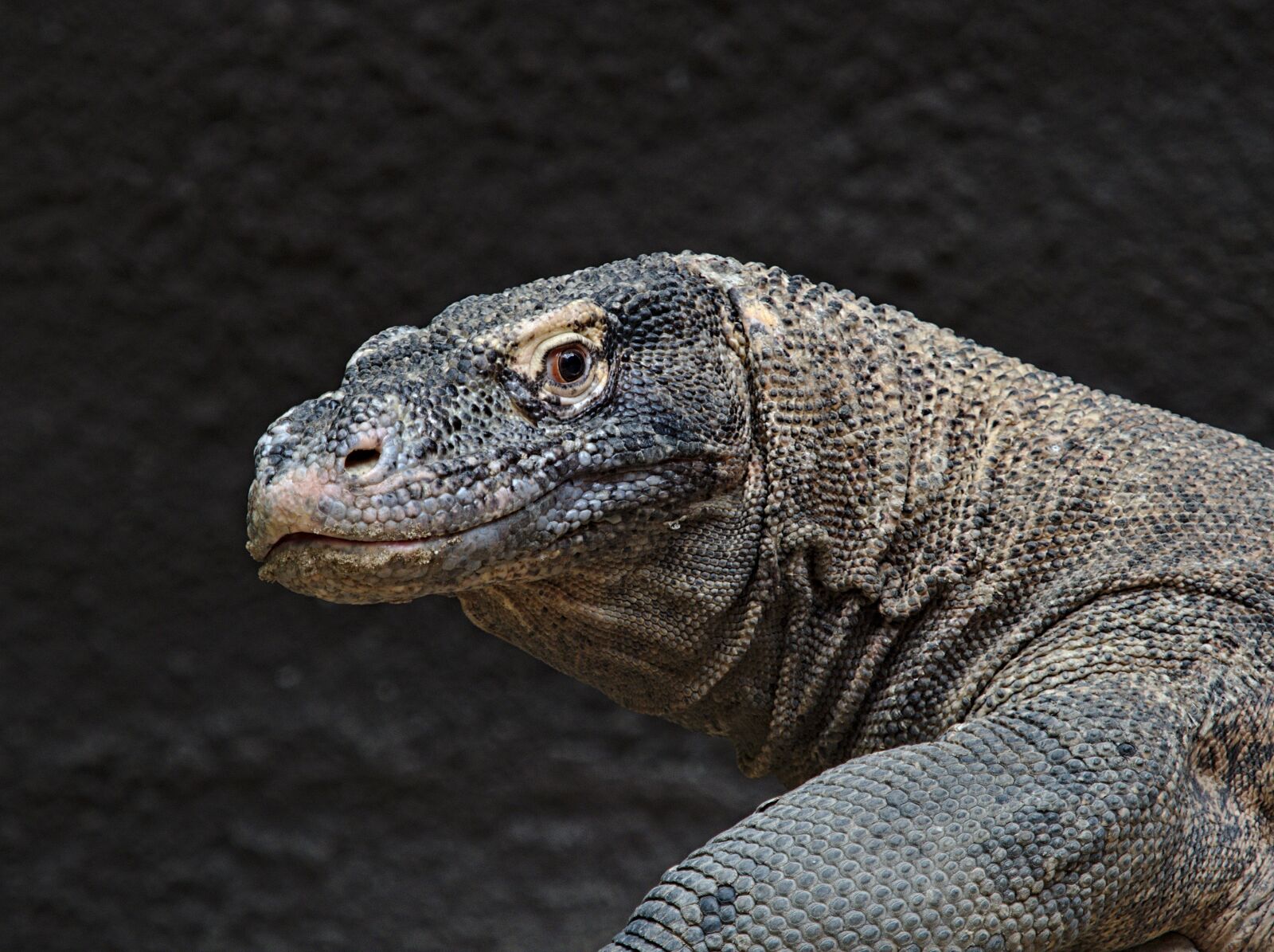 Olympus OM-D E-M1 Mark II sample photo. Animal, reptile, varan photography