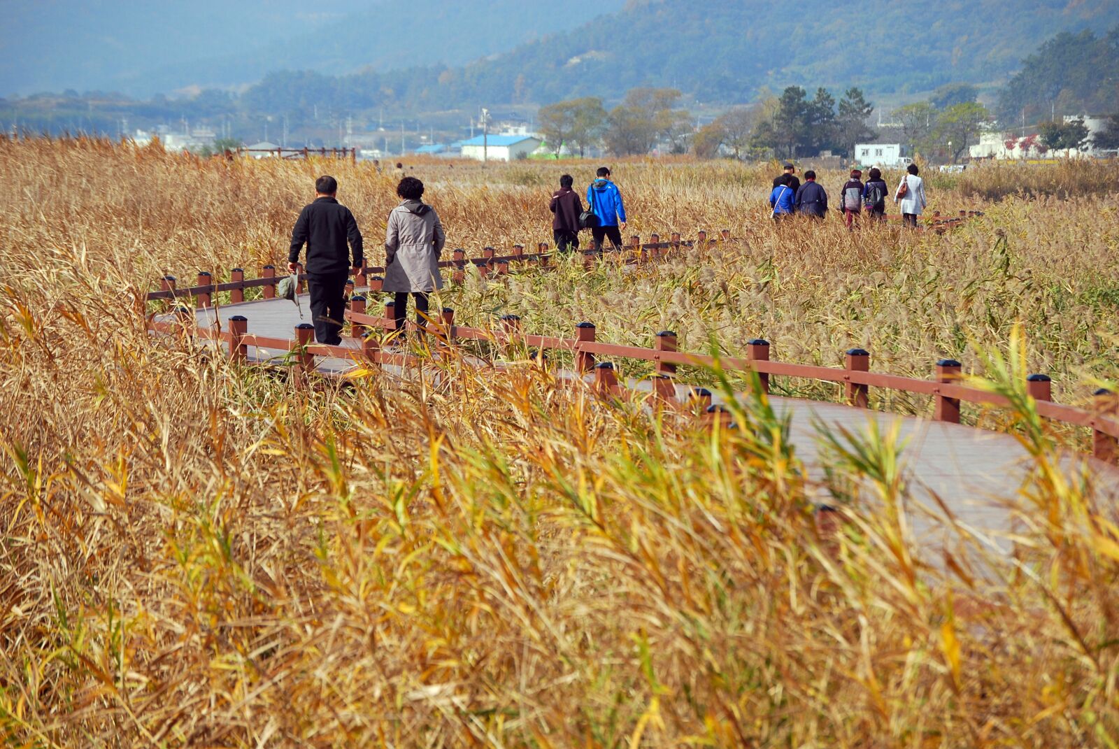 Nikon D60 sample photo. Travel, autumn, reed photography