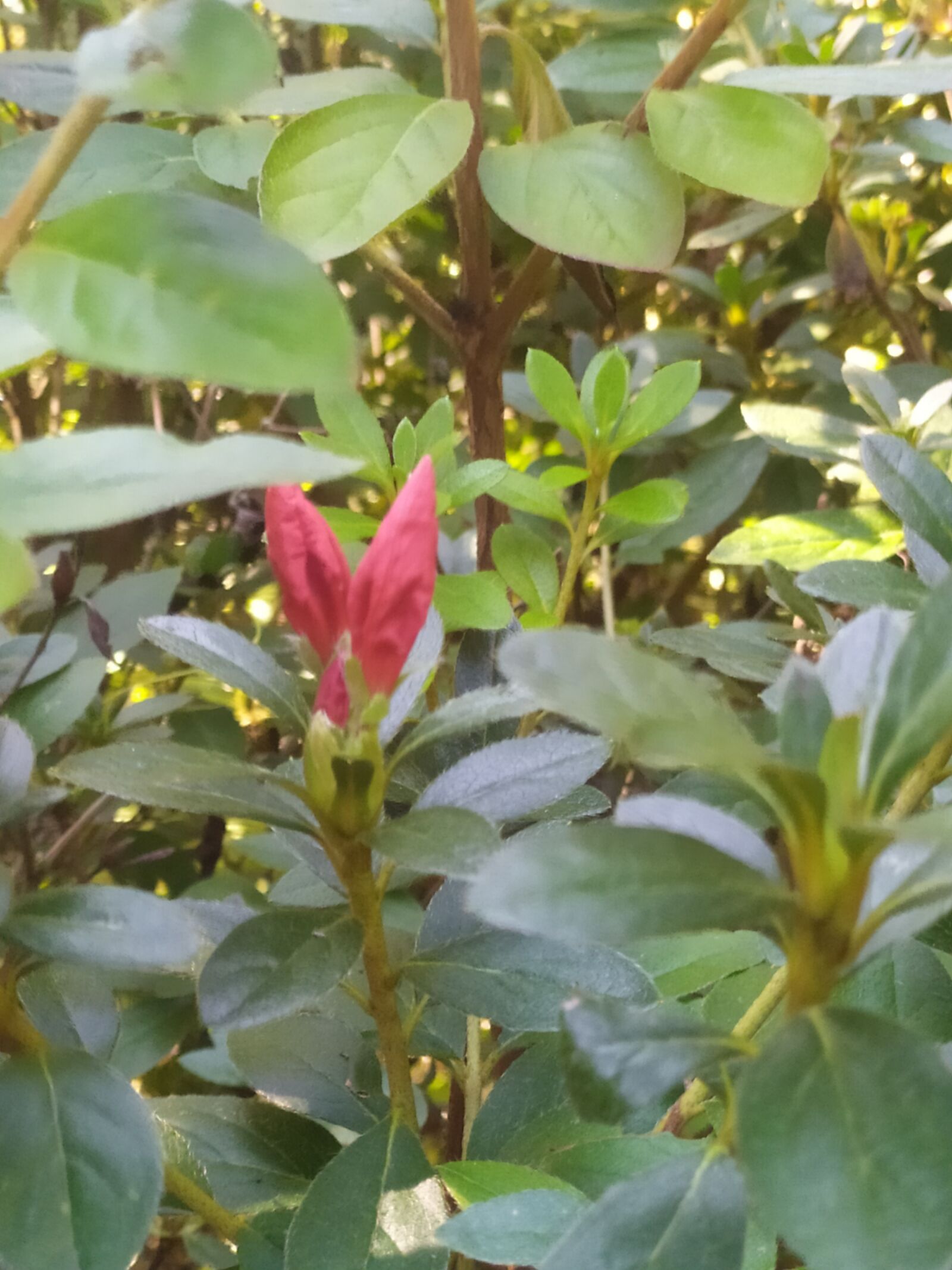 Xiaomi Redmi Note 7 sample photo. Nature, summer, flowers photography