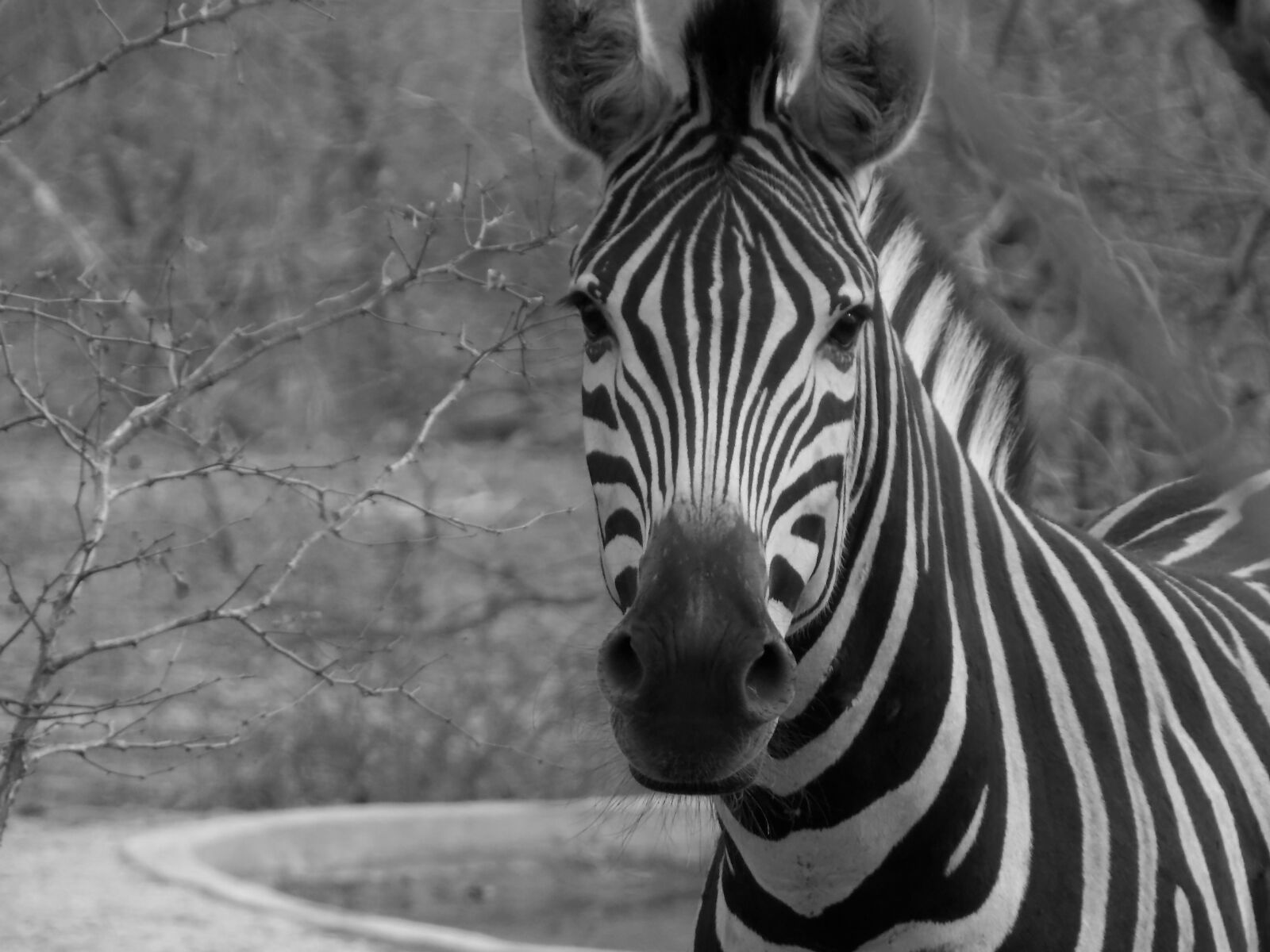 Nikon COOLPIX L340 sample photo. Zebra, wild, african zebra photography