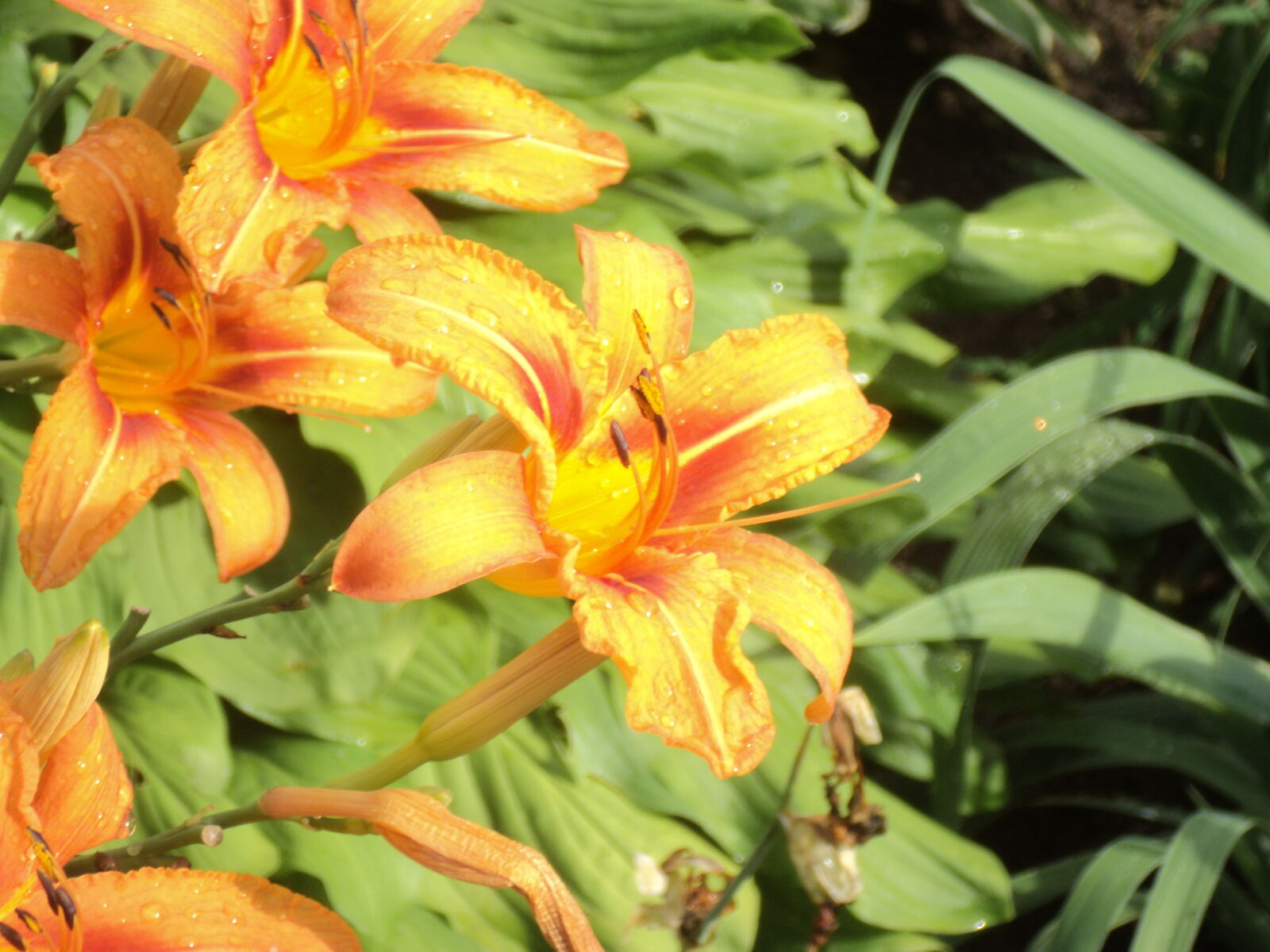 Sony DSC-S2100 sample photo