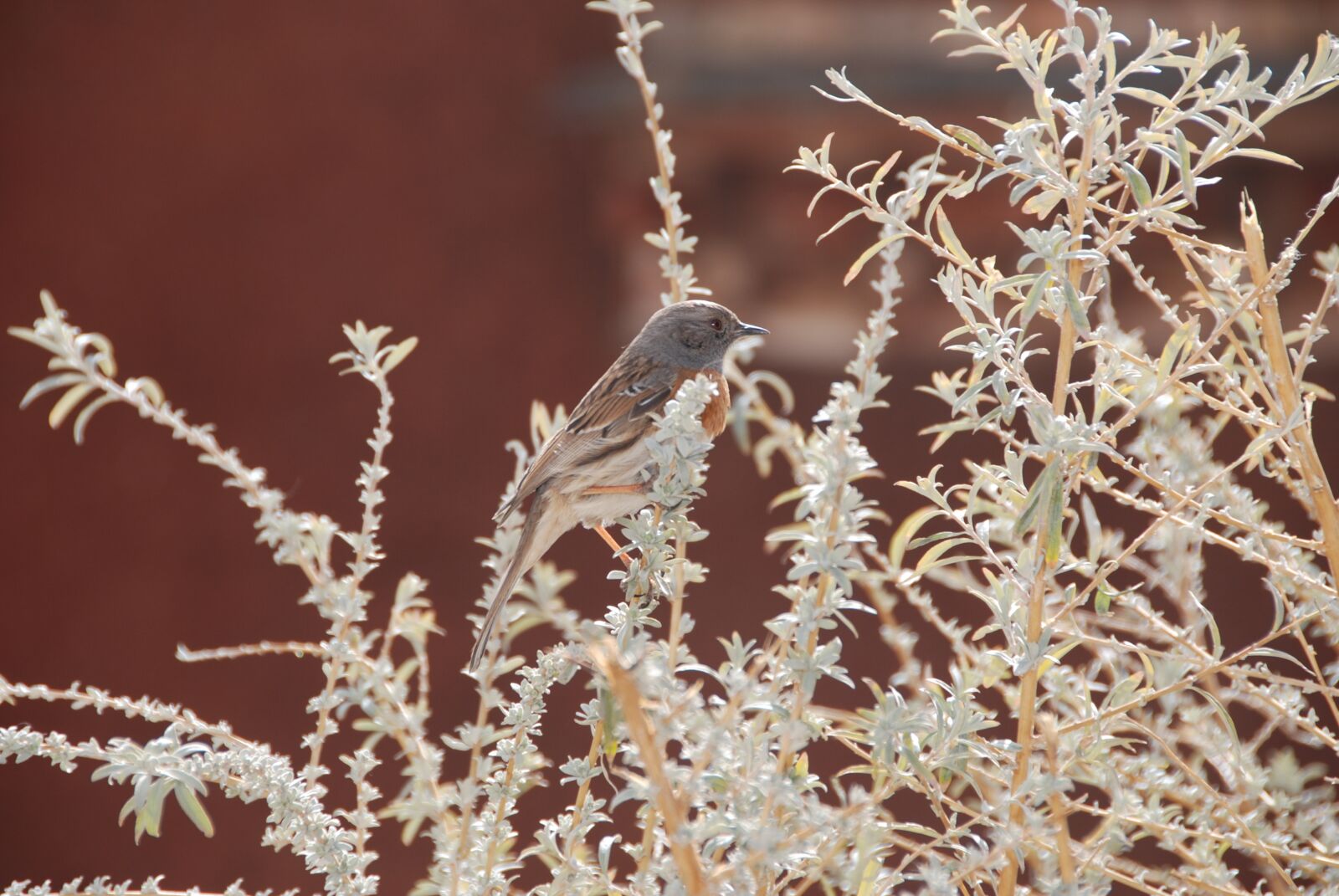 Nikon D80 sample photo. Tibet, bird, bush photography