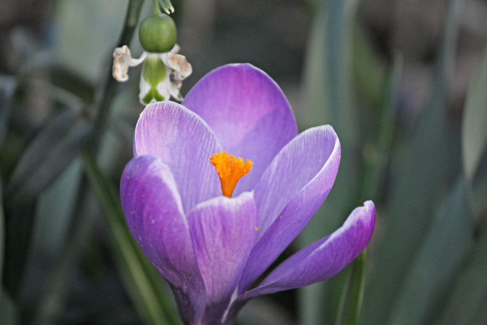 Canon EOS 1100D (EOS Rebel T3 / EOS Kiss X50) sample photo. Crocus, spring, lenz photography