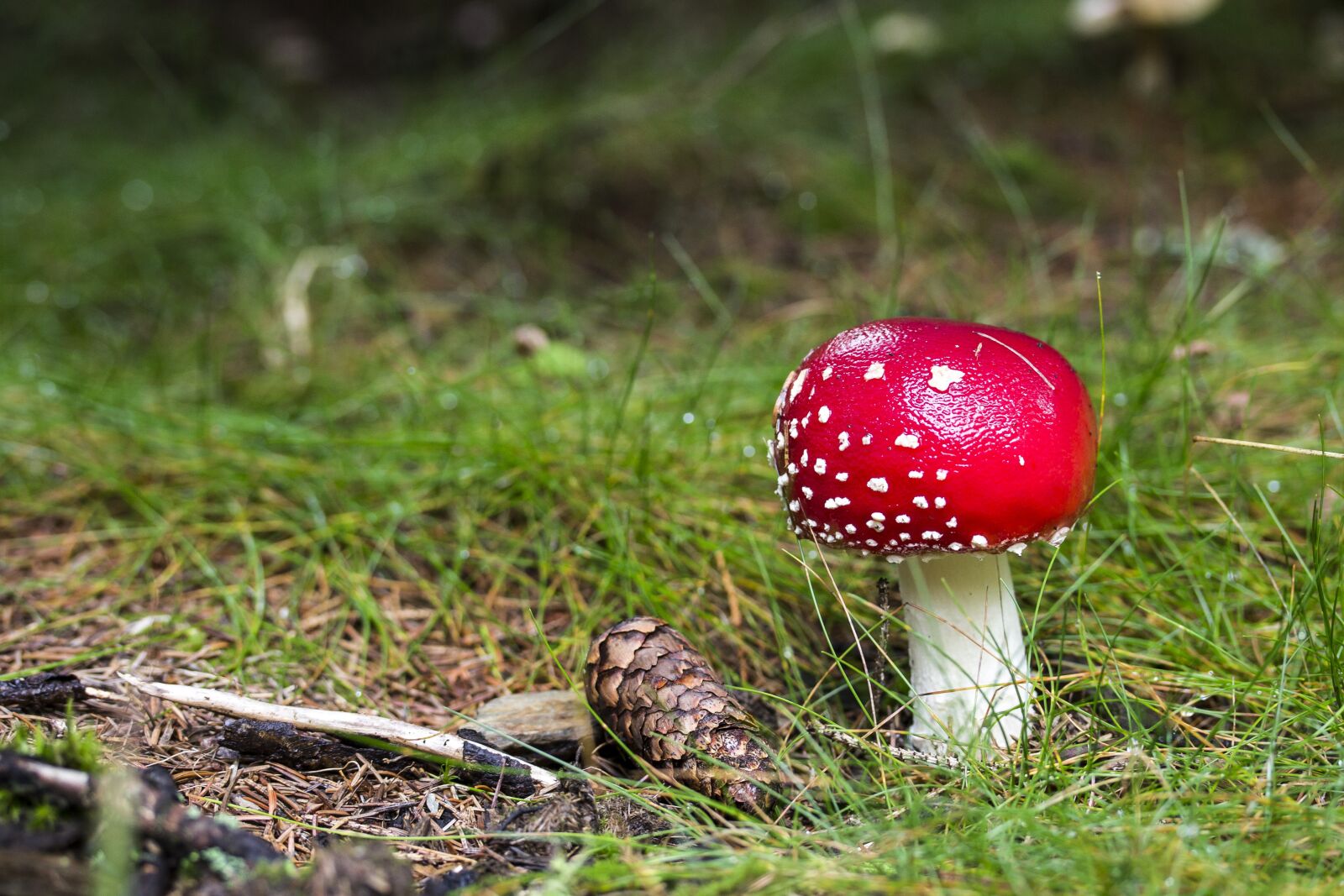 Canon EF-S 60mm F2.8 Macro USM sample photo. Fly-agaric, toxic mushroom, red photography