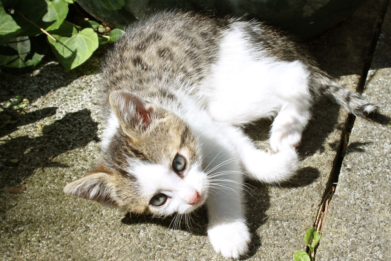 Canon EOS 500D (EOS Rebel T1i / EOS Kiss X3) sample photo. Kitten, cat, animal photography