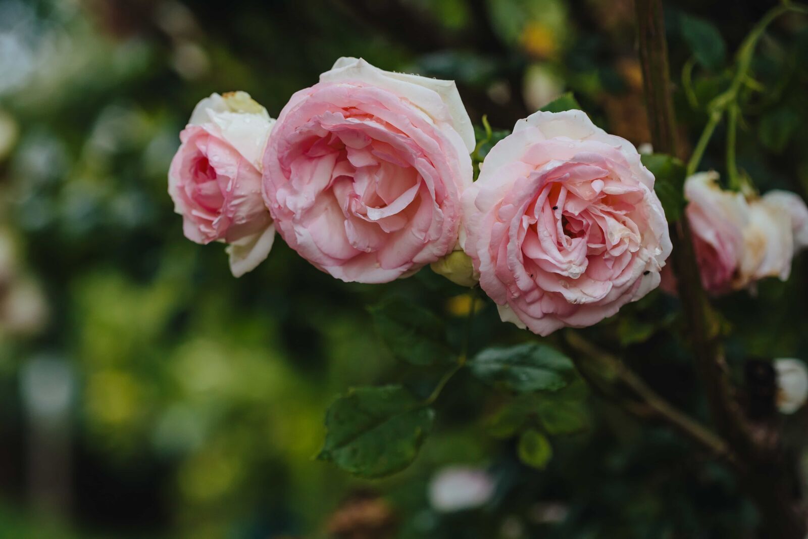Canon EF 100mm F2.8 Macro USM sample photo. Pinkish, roses, three, petal photography