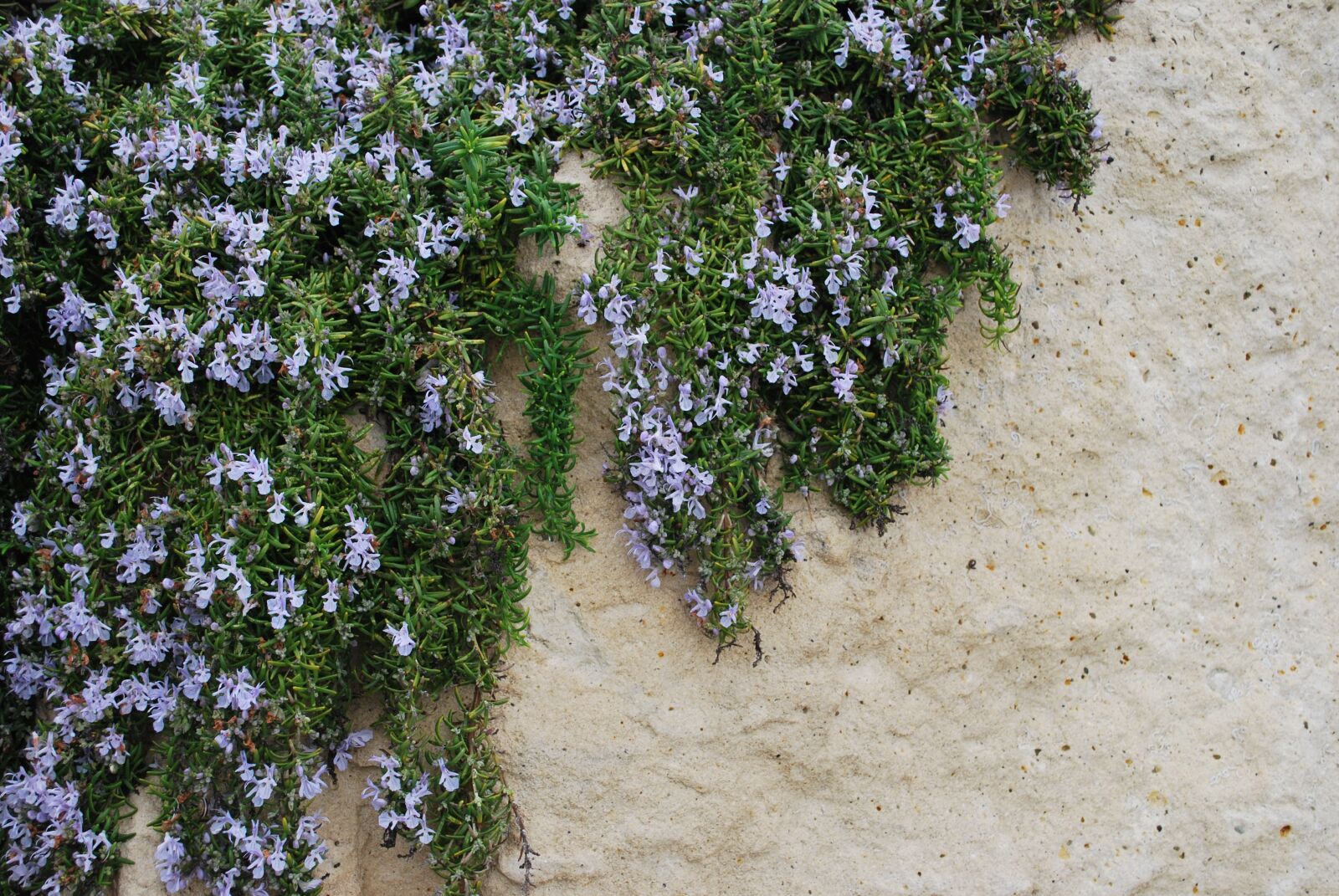 Nikon D60 sample photo. Cyprus, stone, flowers photography