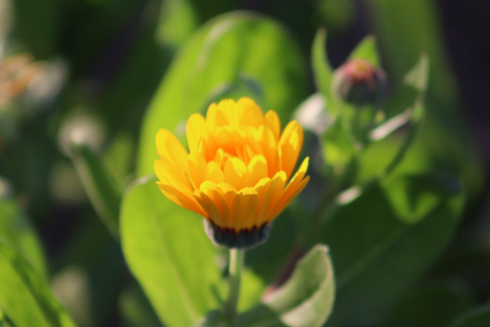 Canon EOS 250D (EOS Rebel SL3 / EOS Kiss X10 / EOS 200D II) sample photo. Flower, yellow flower, yellow photography