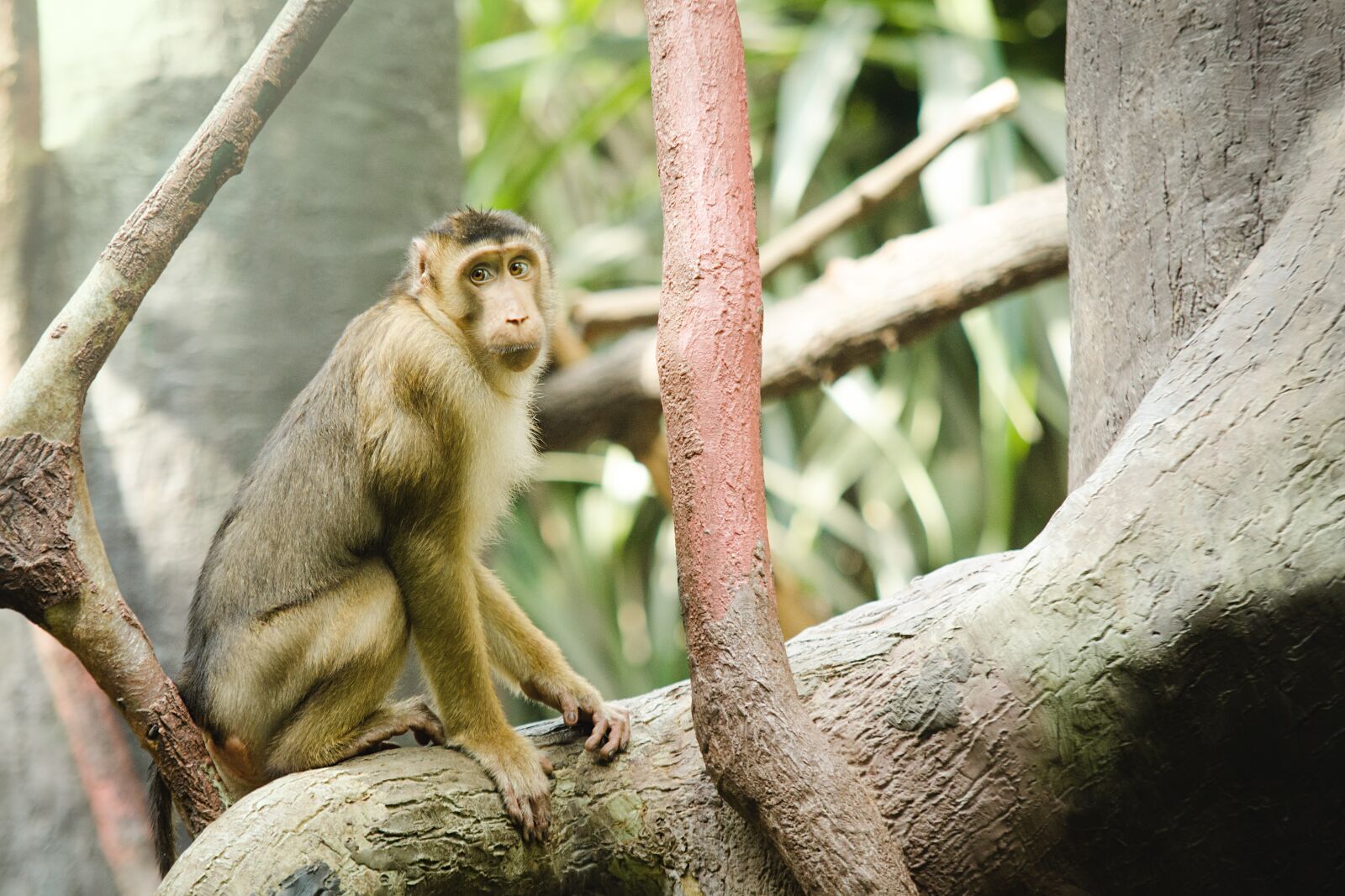 Nikon D7000 sample photo. Monkey, zoo, animal photography