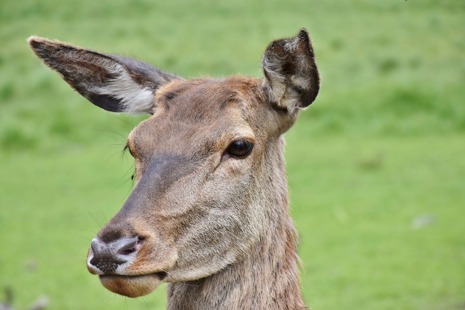 Nikon D7200 sample photo. Roe deer, wild, wildlife photography