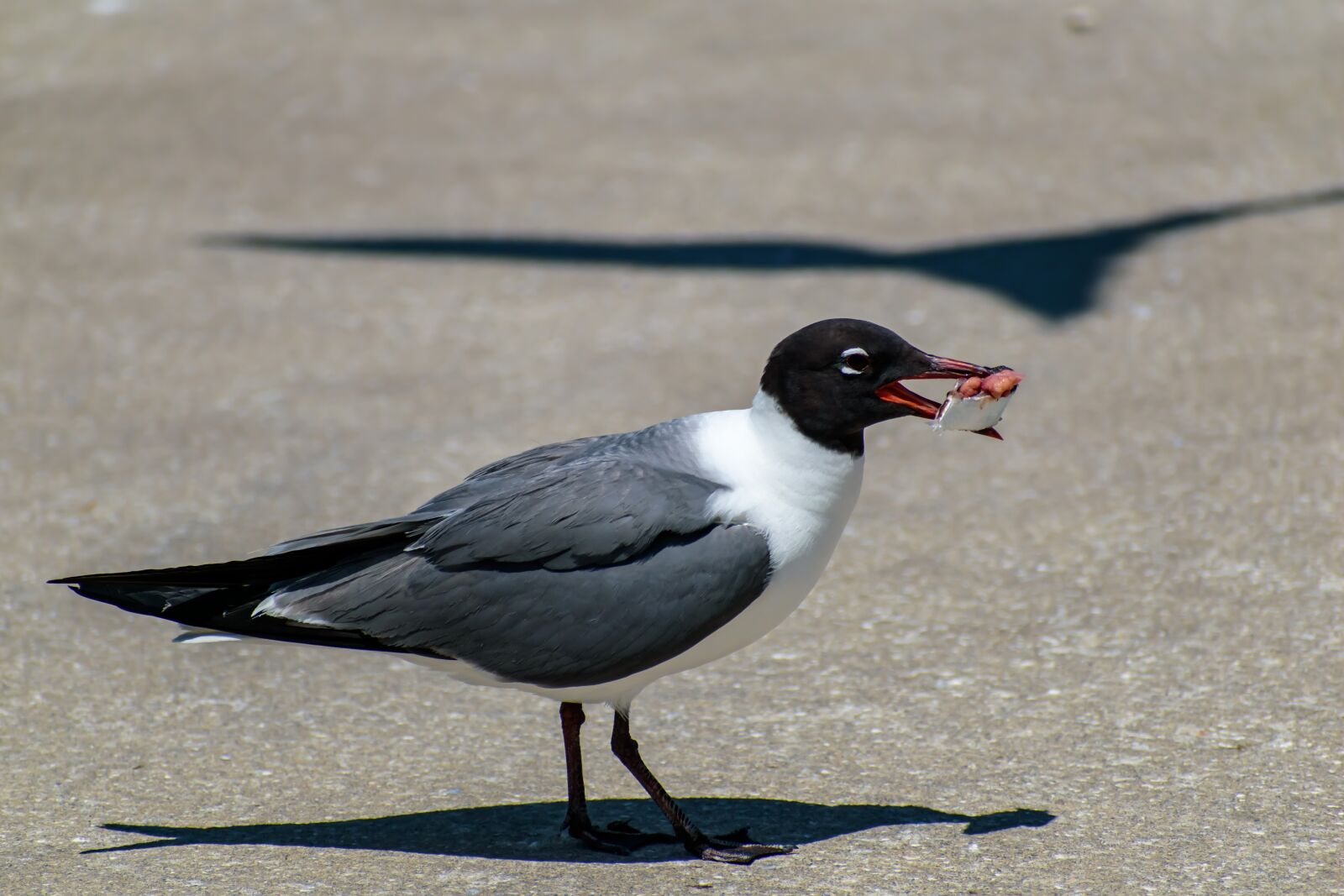 Nikon D3500 sample photo. Seagull, eating, bird photography