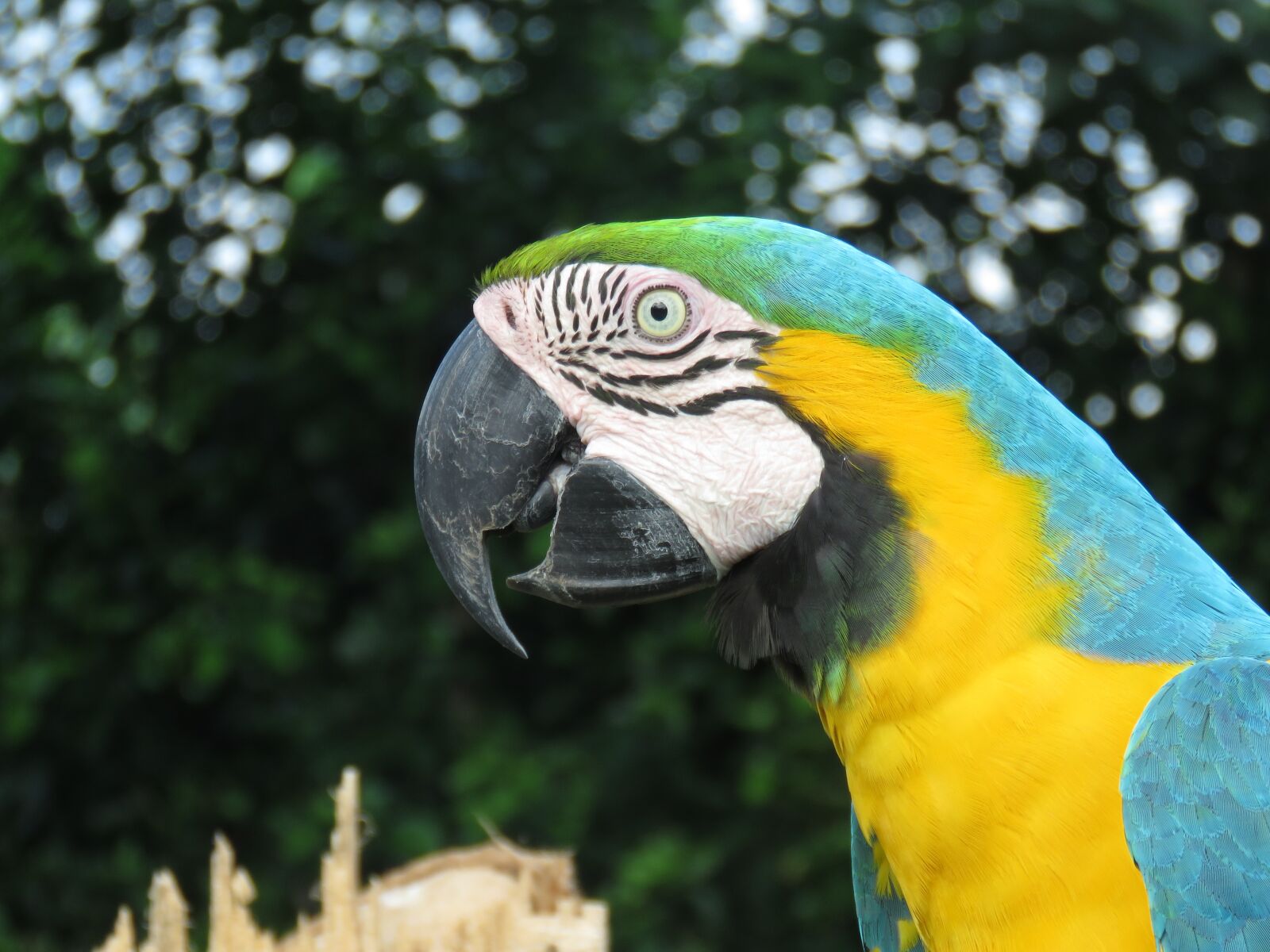 Canon PowerShot SX60 HS sample photo. Macaw, lora, ave photography