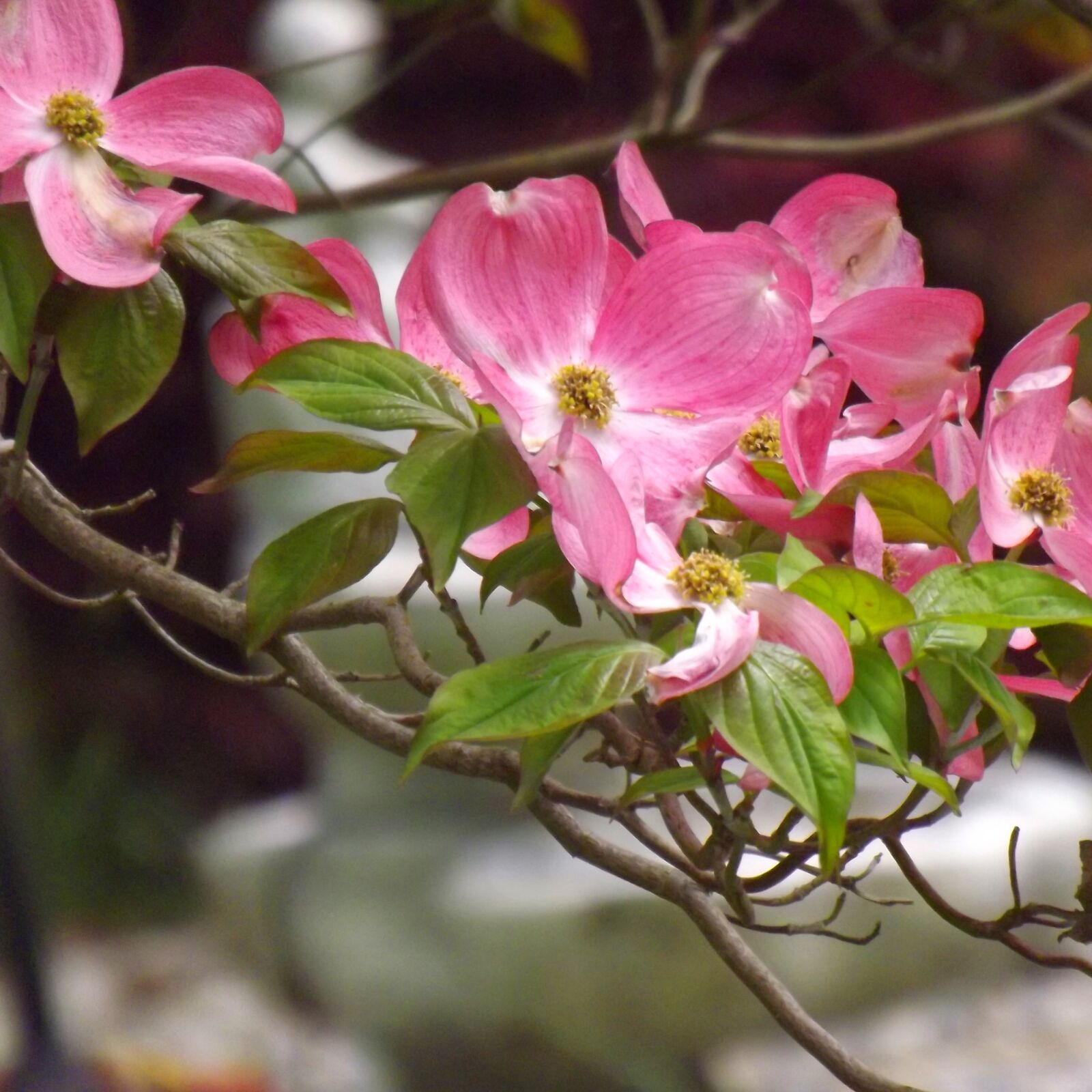 Fujifilm FinePix S3280 sample photo. Dogwood, flowers, spring photography