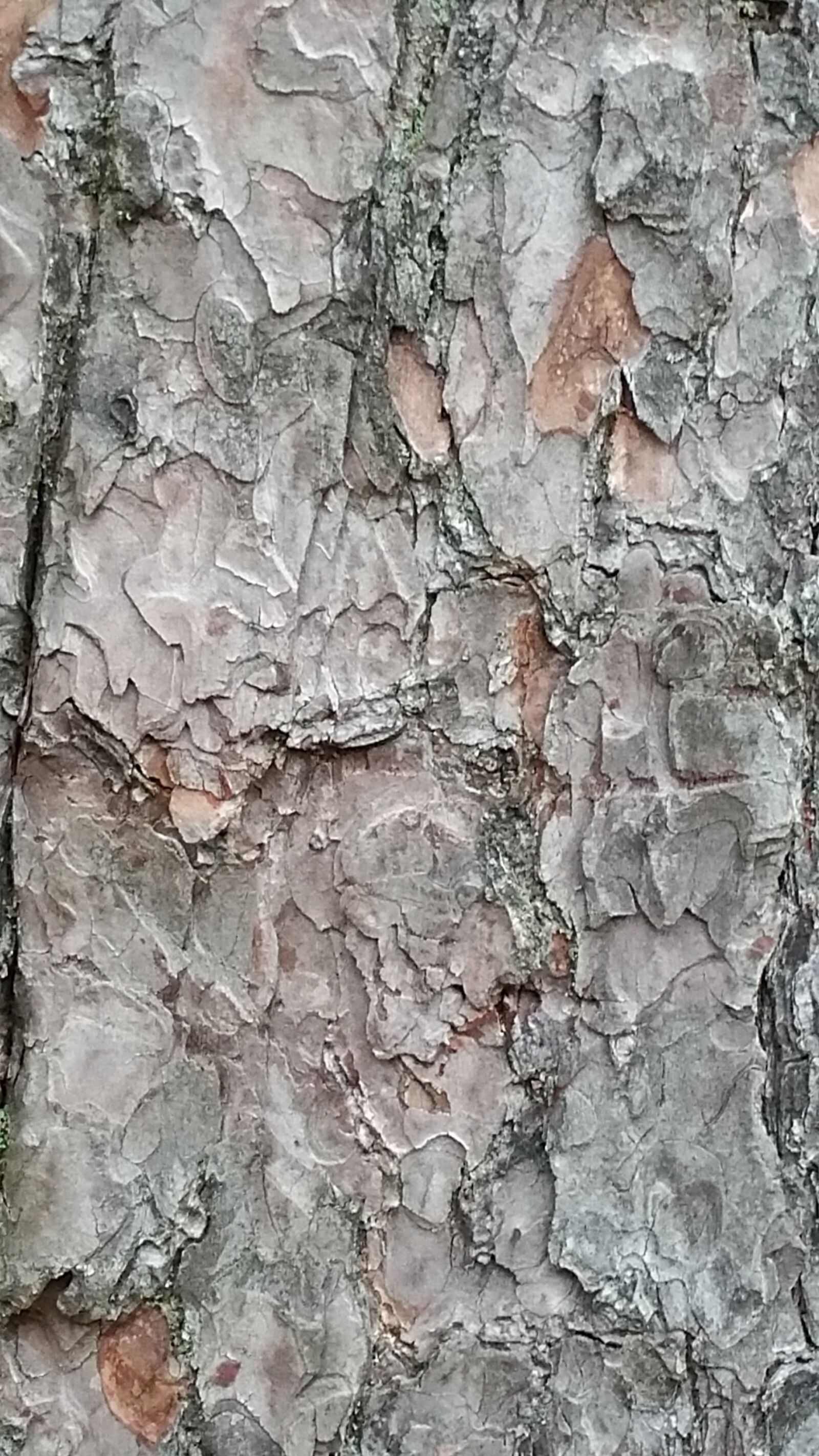 Samsung Galaxy Note4 sample photo. Tree, bark, nature photography