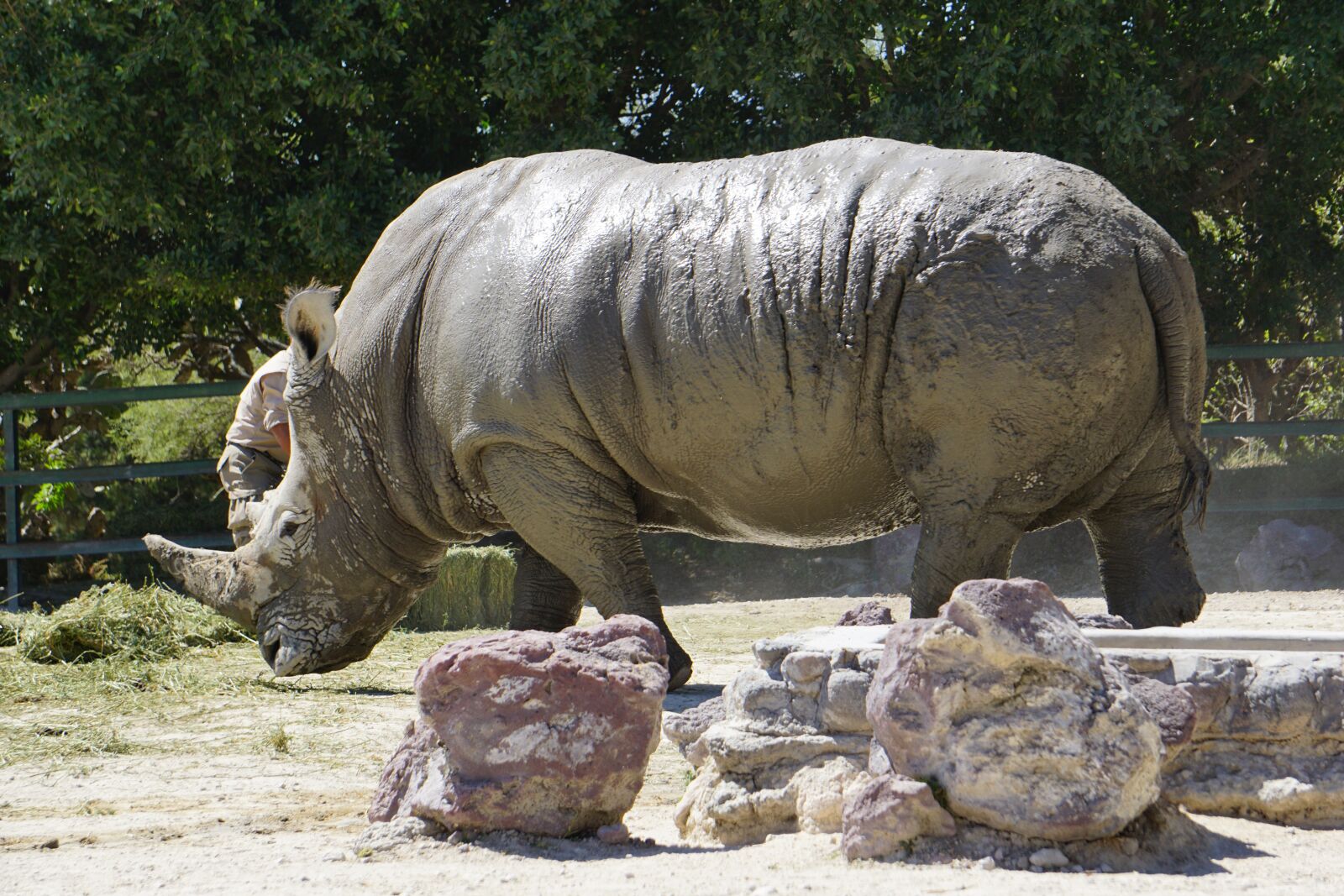 Sony a5100 sample photo. Rhinos, placental mammals, black photography