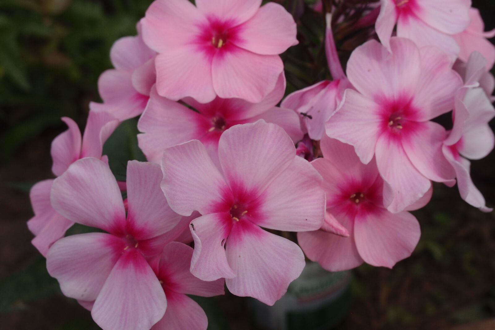 Olympus XZ-1 sample photo. Phlox, flower, garden photography