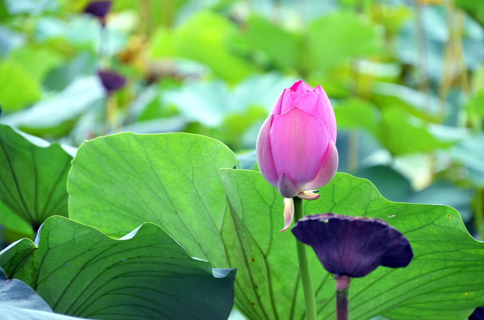 Nikon D7000 sample photo. Lotus, flowers, semi circle photography