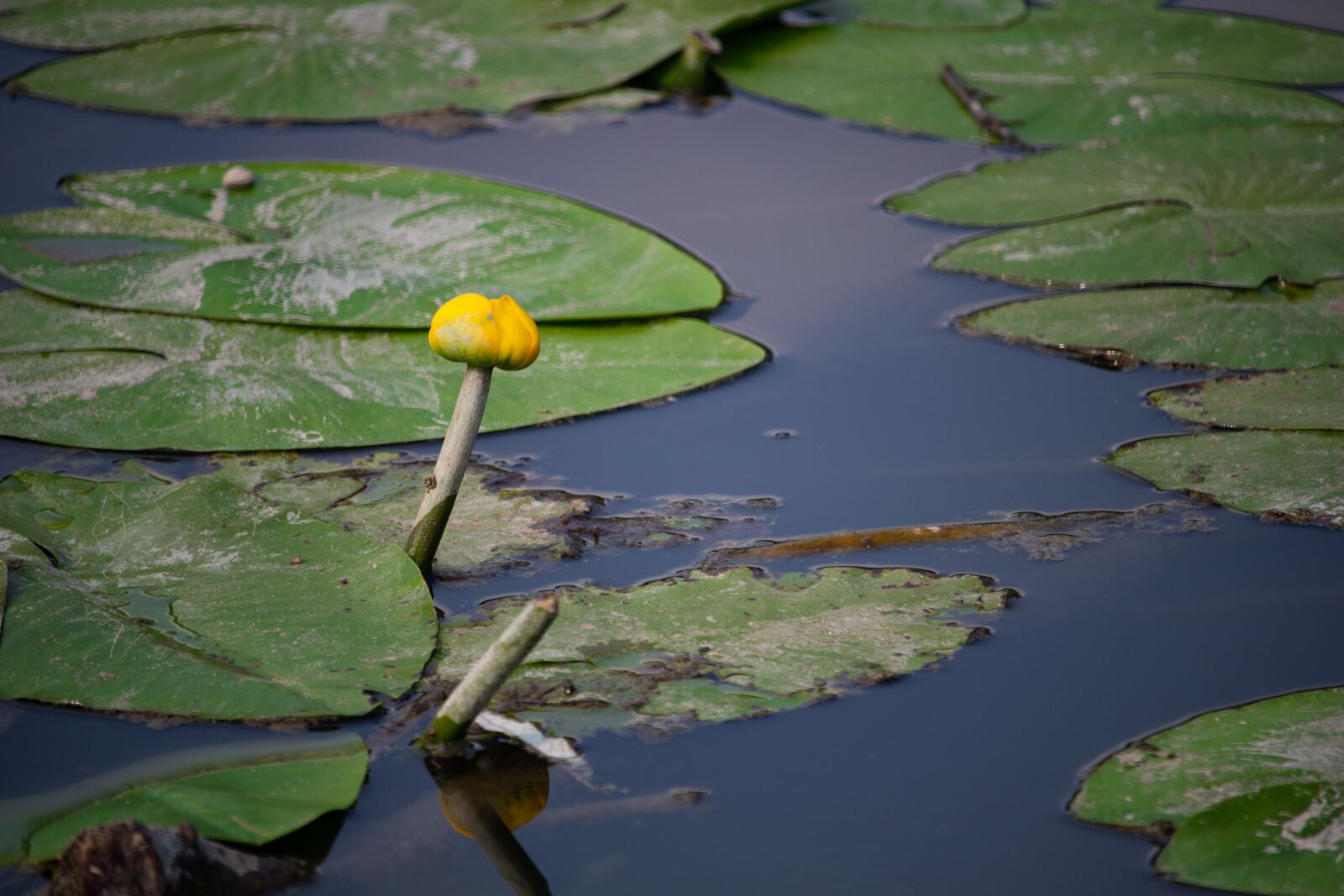 Canon EOS 100D (EOS Rebel SL1 / EOS Kiss X7) sample photo. Yellow water lily, yellow photography