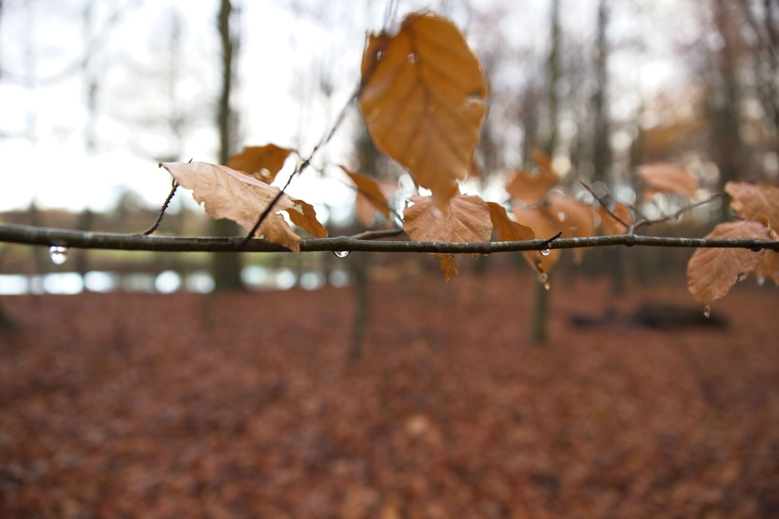 Canon EOS 6D Mark II sample photo. Sheet, water, water drop photography