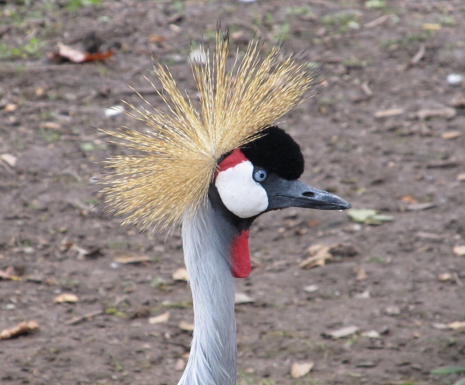 Canon PowerShot SX130 IS sample photo. Crowned crane, close up photography
