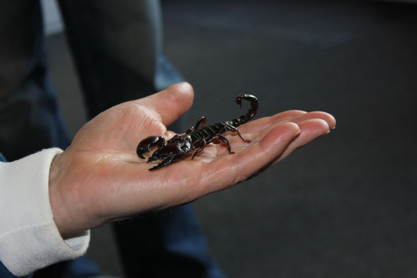 Canon EOS 550D (EOS Rebel T2i / EOS Kiss X4) sample photo. Scorpio, courage, fear photography