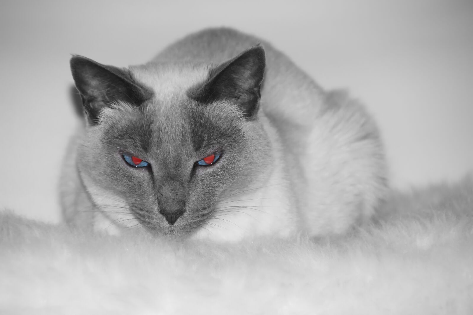 Canon EOS 550D (EOS Rebel T2i / EOS Kiss X4) sample photo. Cat, siam, siamese cat photography