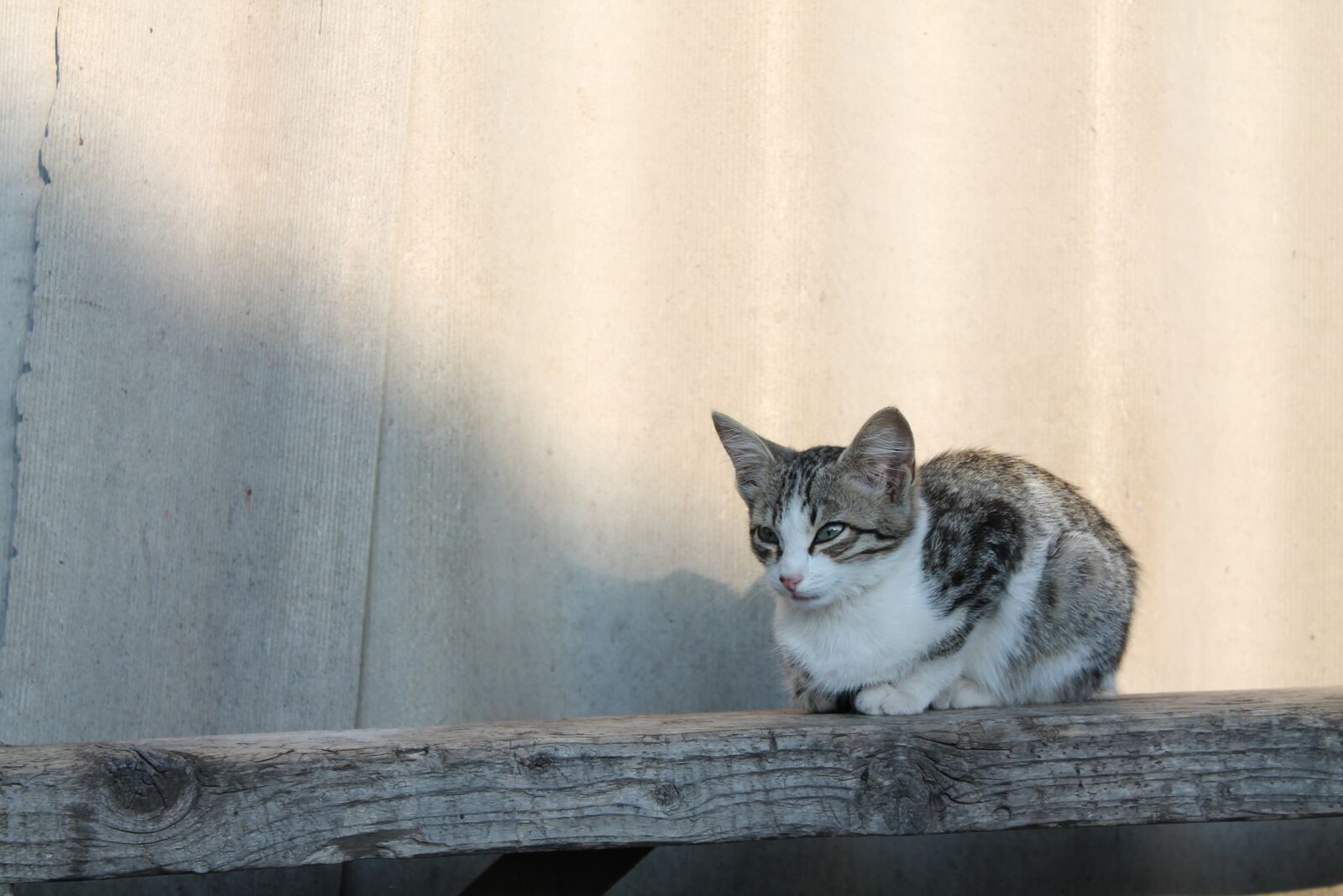 Canon EOS 1100D (EOS Rebel T3 / EOS Kiss X50) sample photo. Cat, bank, cute photography