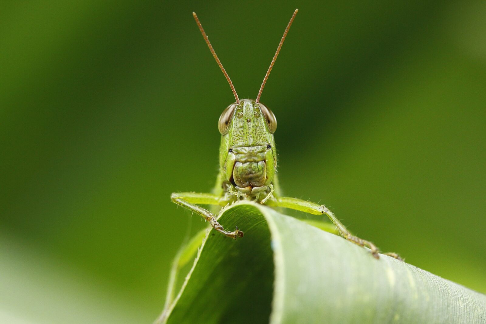 Canon EOS 50D sample photo. Insect, leaf, grasshopper photography