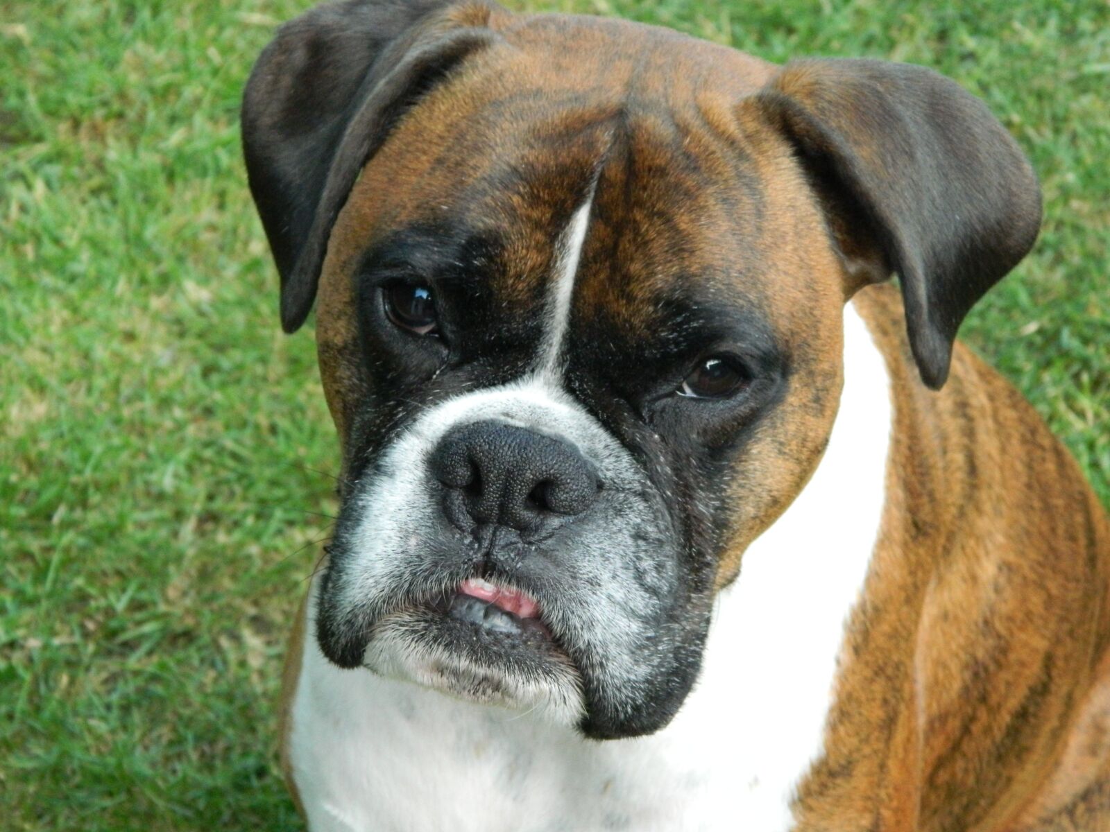 Nikon Coolpix L120 sample photo. Puppy, boxer, dog photography