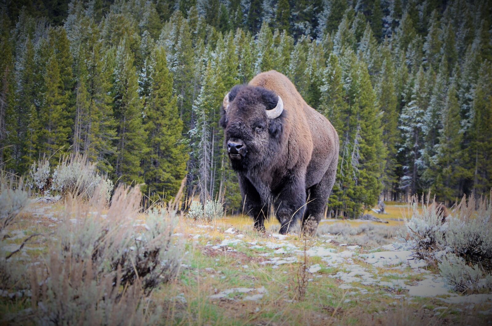 Nikon D5100 sample photo. Bison, buffalo, bull photography