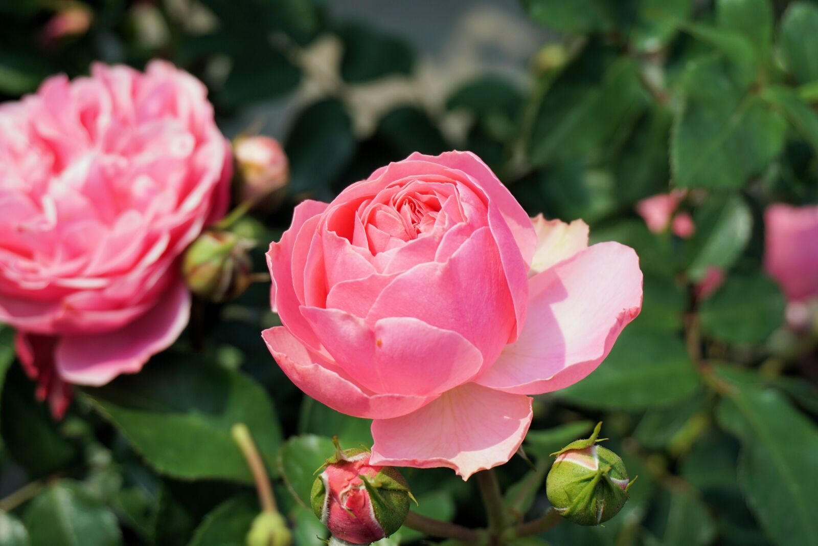 Sony a6000 sample photo. Rose, flower, blossom photography