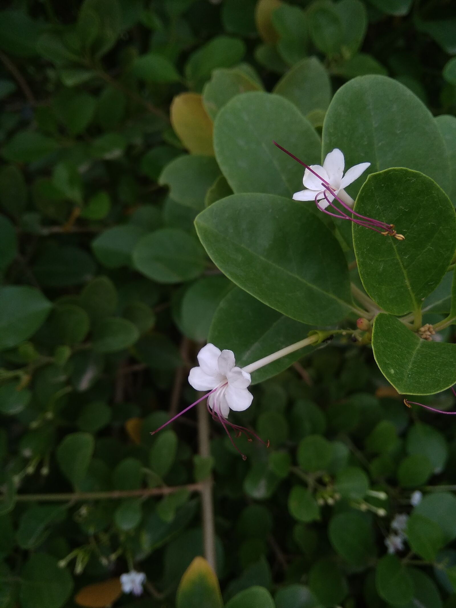 Xiaomi Redmi 5A sample photo. Flower, leaf, nature photography