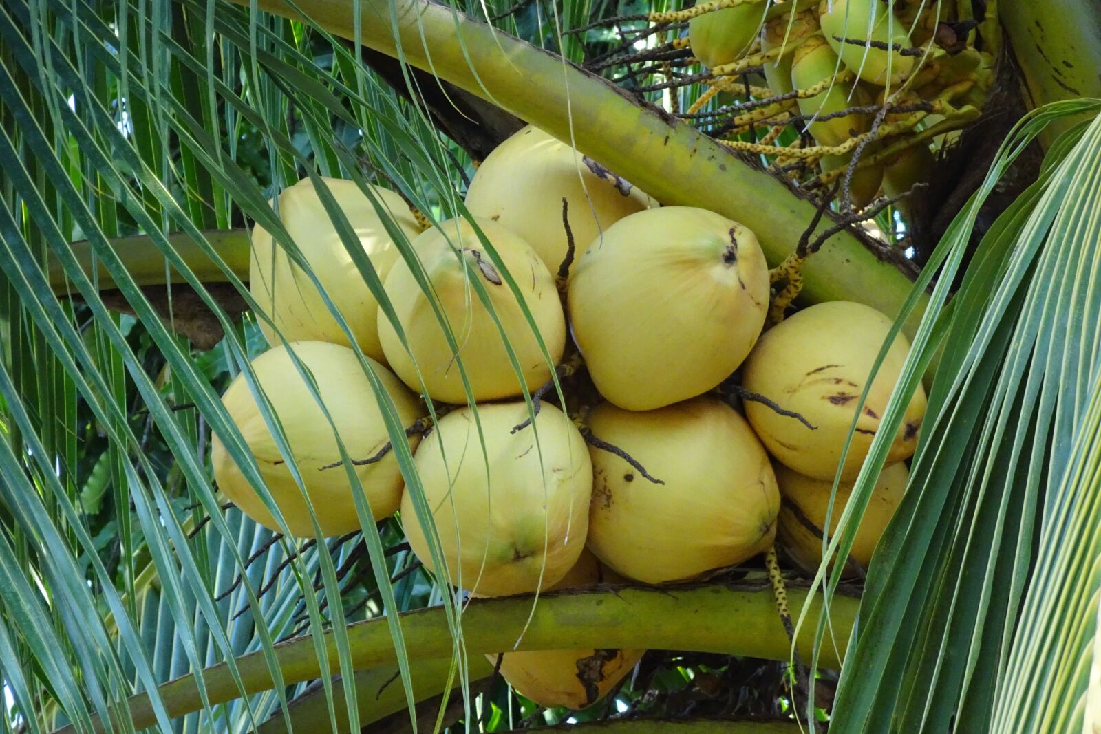Sony Cyber-shot DSC-HX90V sample photo. Coconuts, yellow, cocos nucifera photography